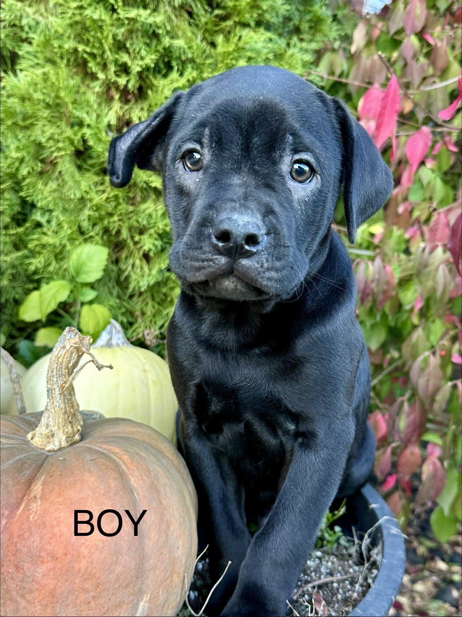 Boston terrier mixed puppies image 1