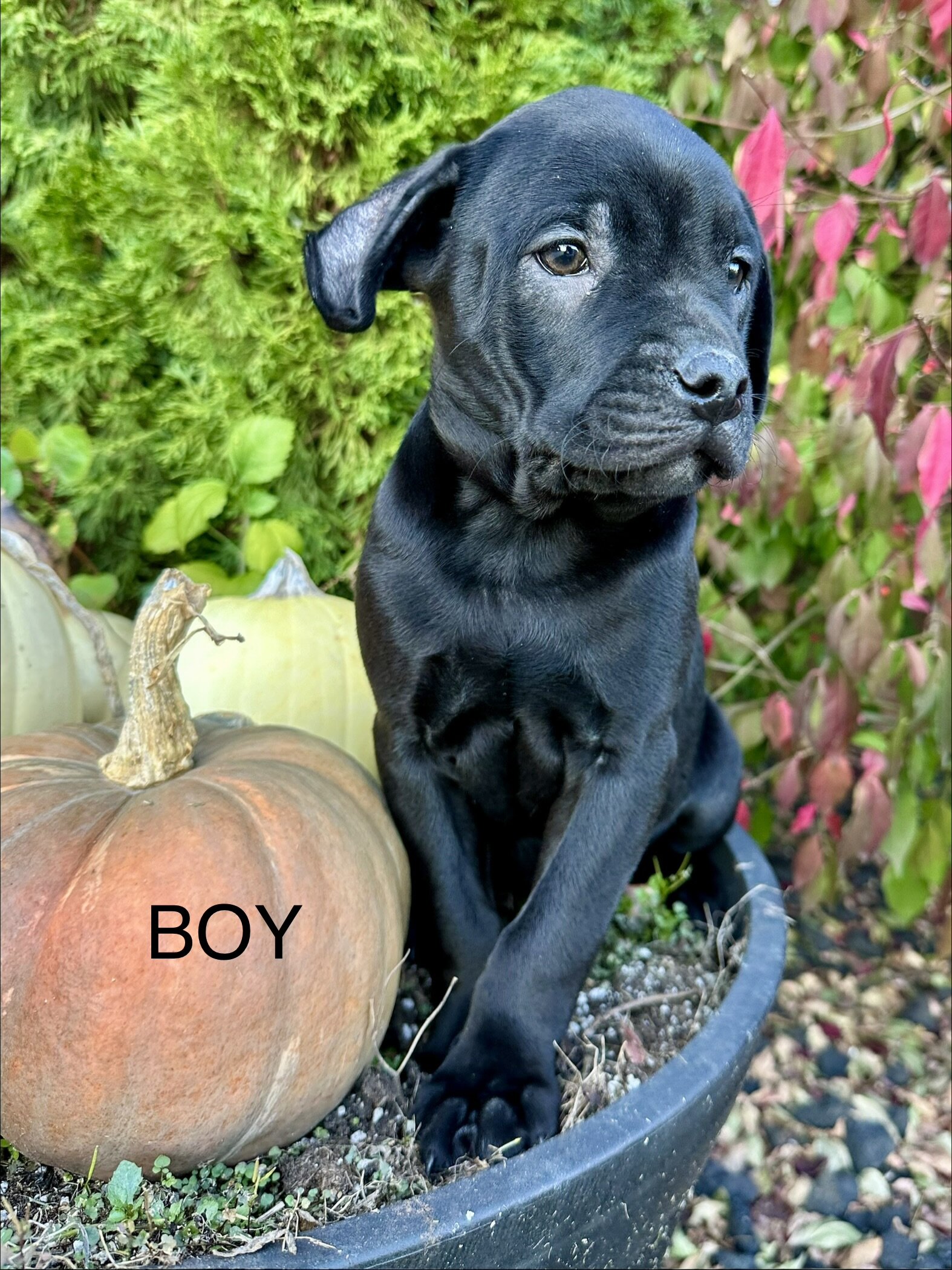 Boston terrier mixed puppies image 7