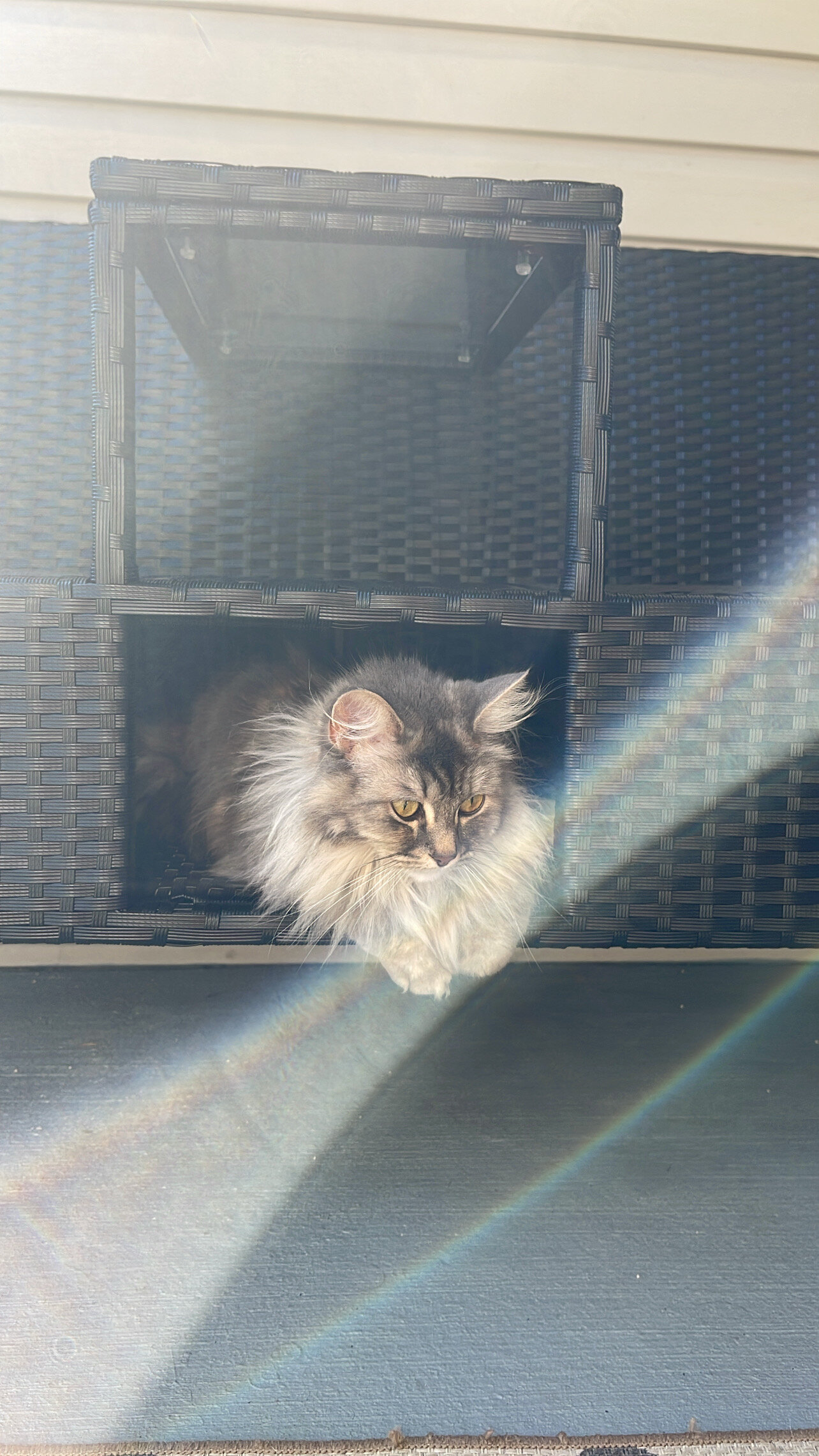 Free European and Scottish Fold Cat image 2