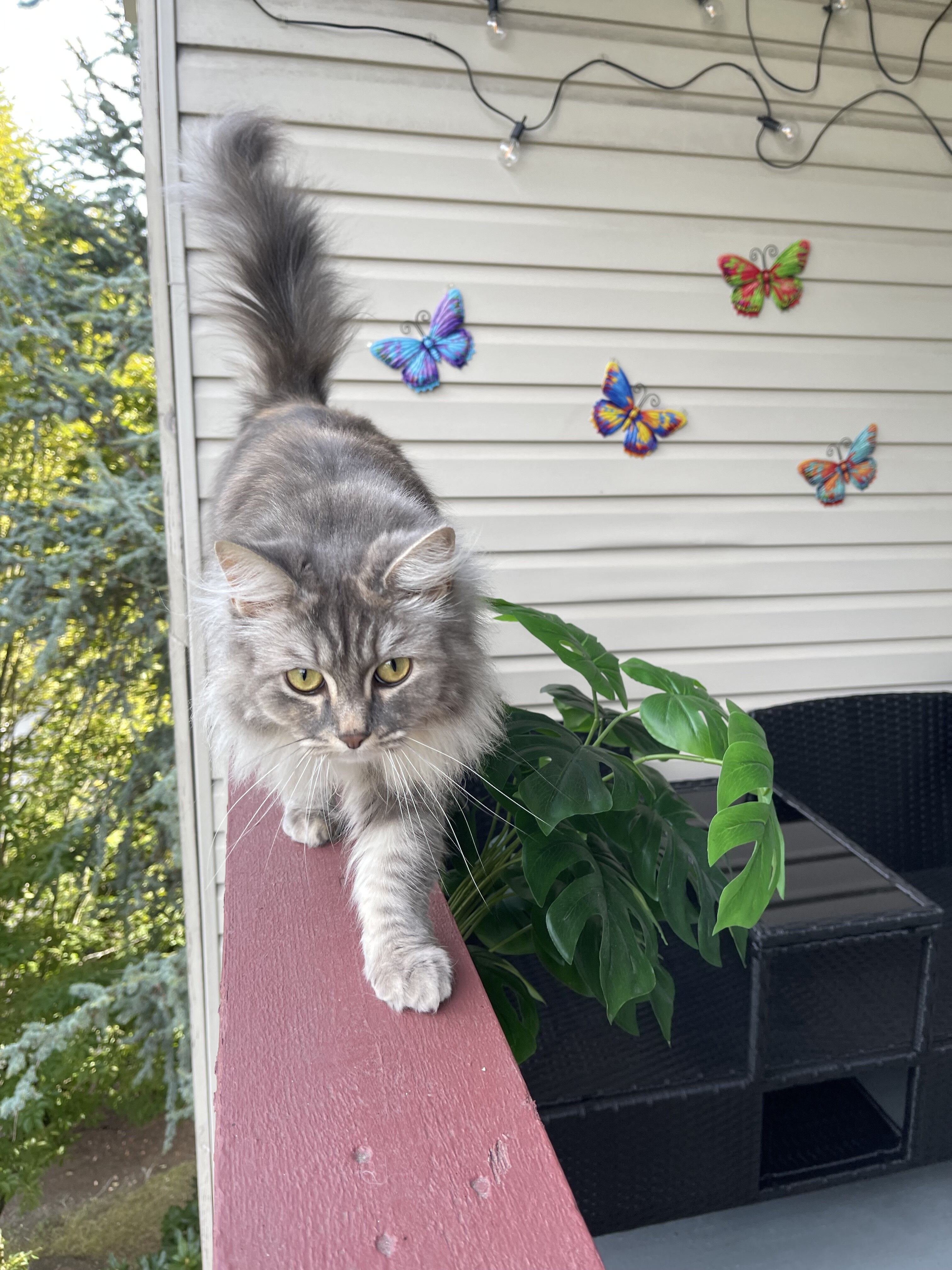 Free European and Scottish Fold Cat image 1