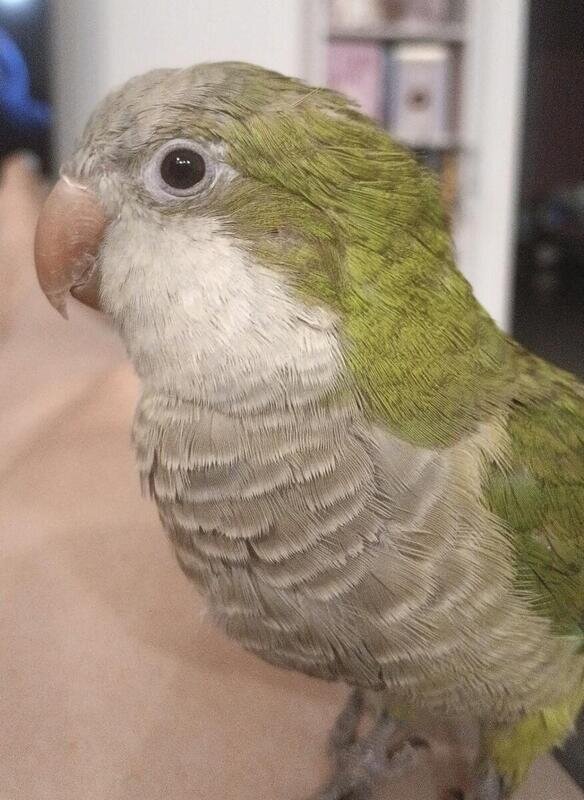 Green Quaker Parrot Unsexed image 2