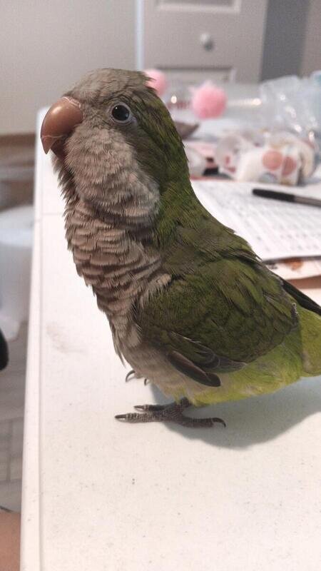 Green Quaker Parrot Unsexed image 3