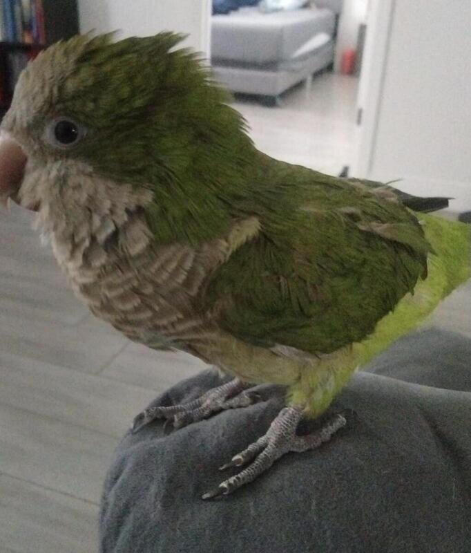 Green Quaker Parrot Unsexed image 1