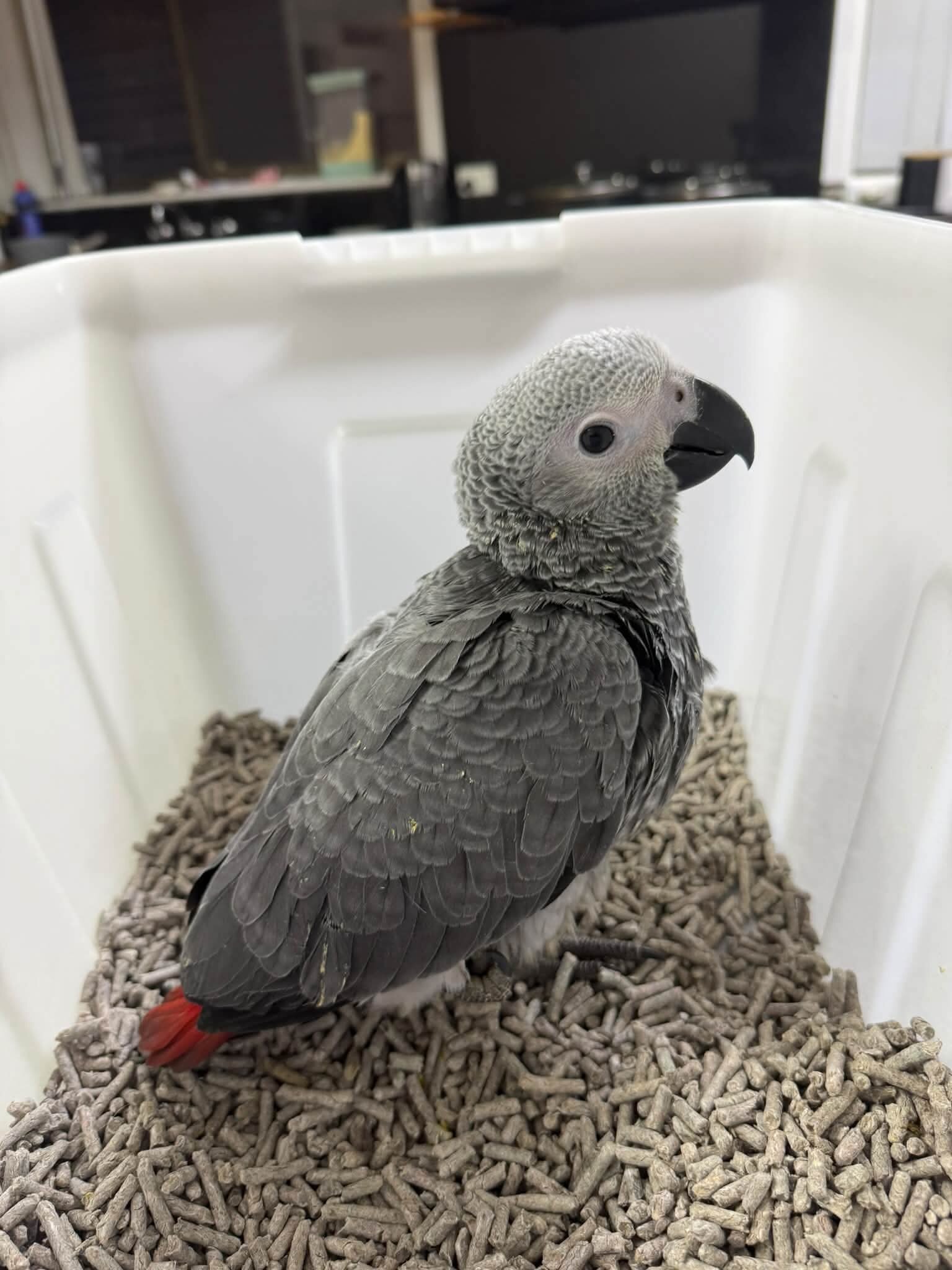 Young African Grey image 1