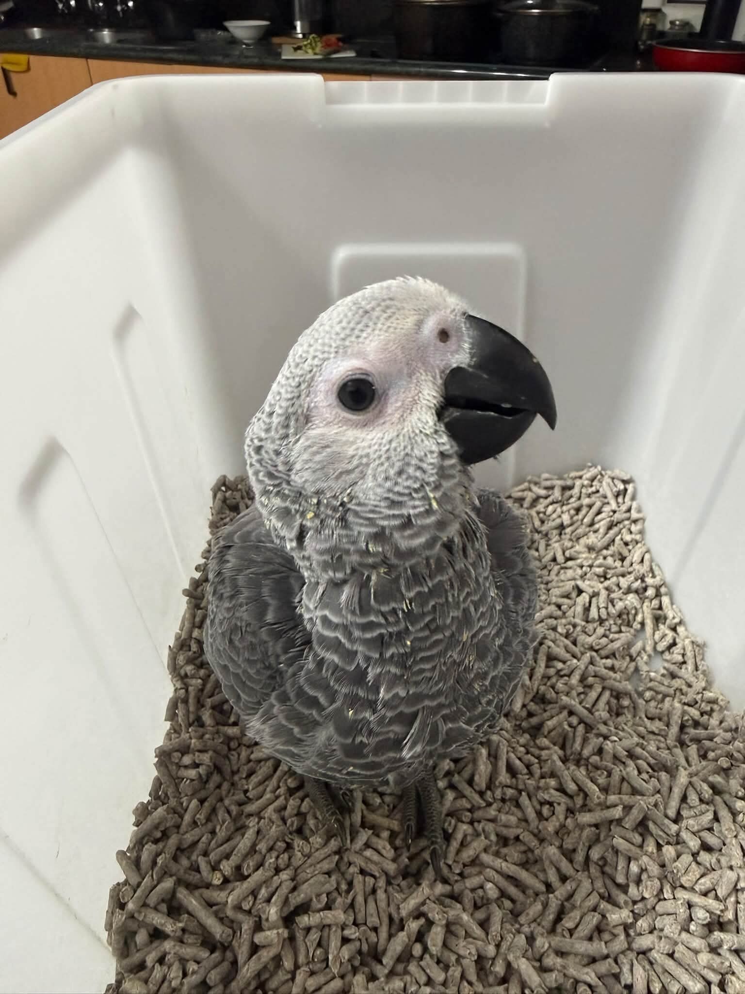 Young African Grey image 2