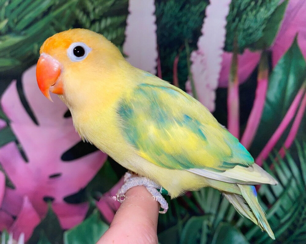 Fischer Lovebird image 1