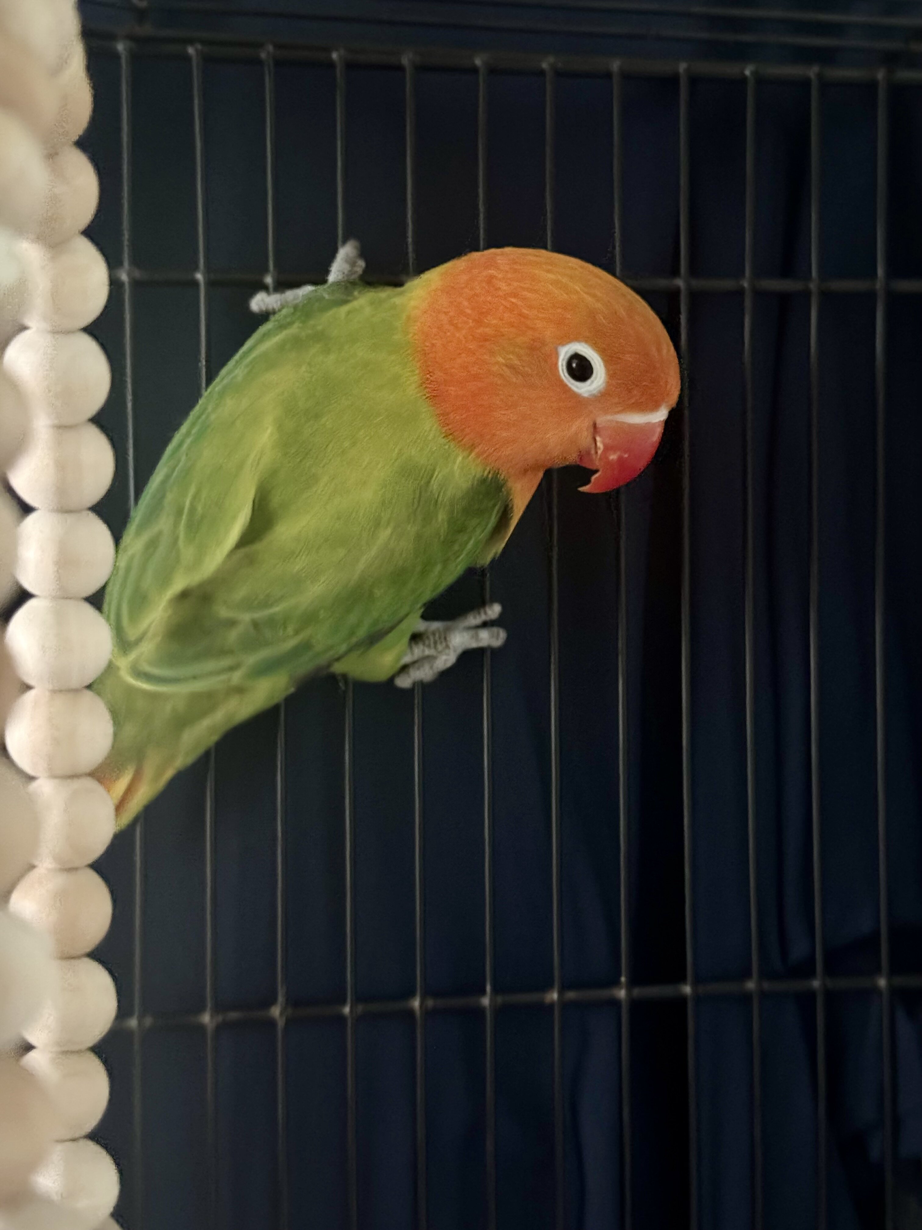 Fischer Lovebird image 2