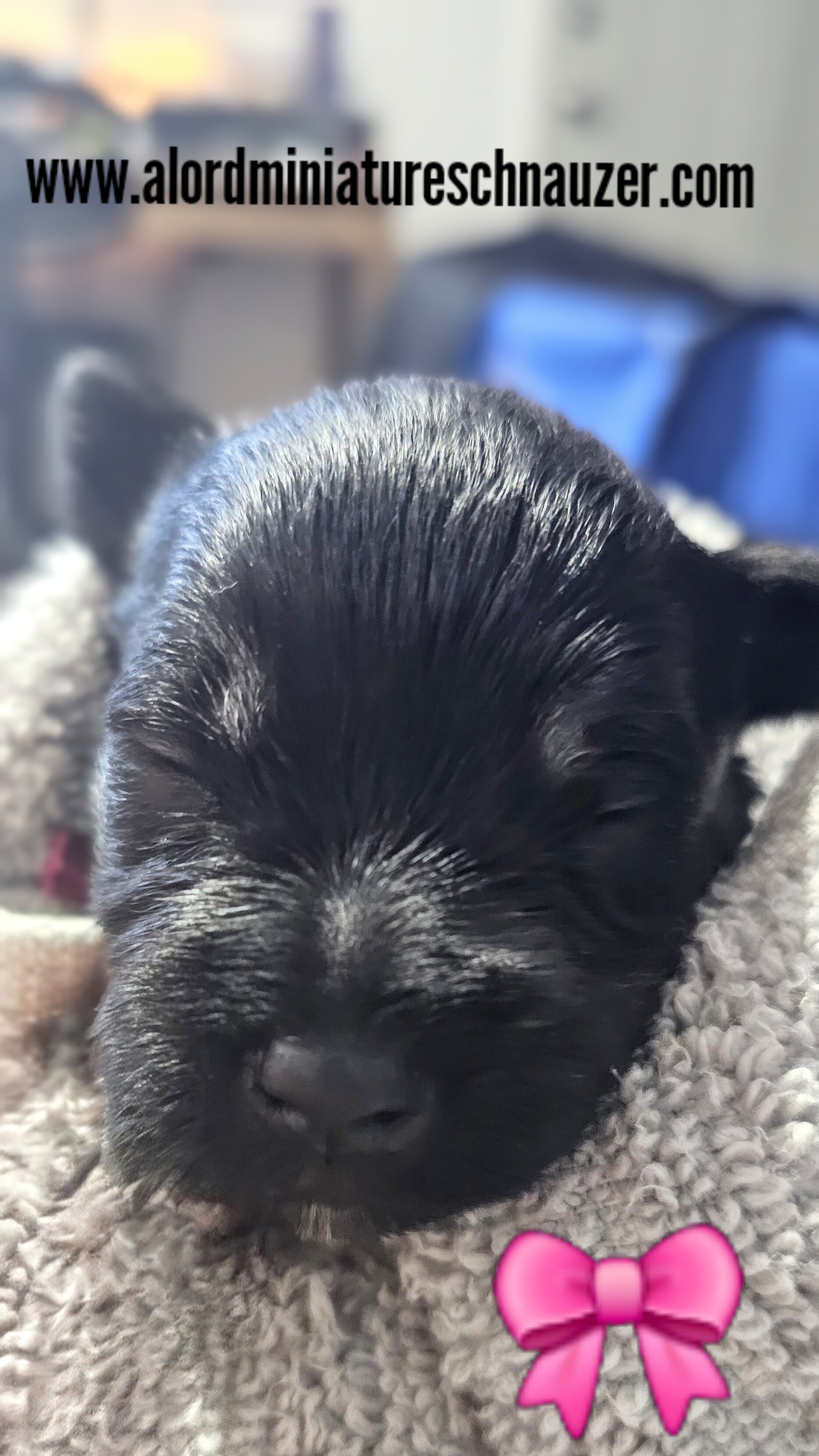 A'Lord Mini schnauzer image 1