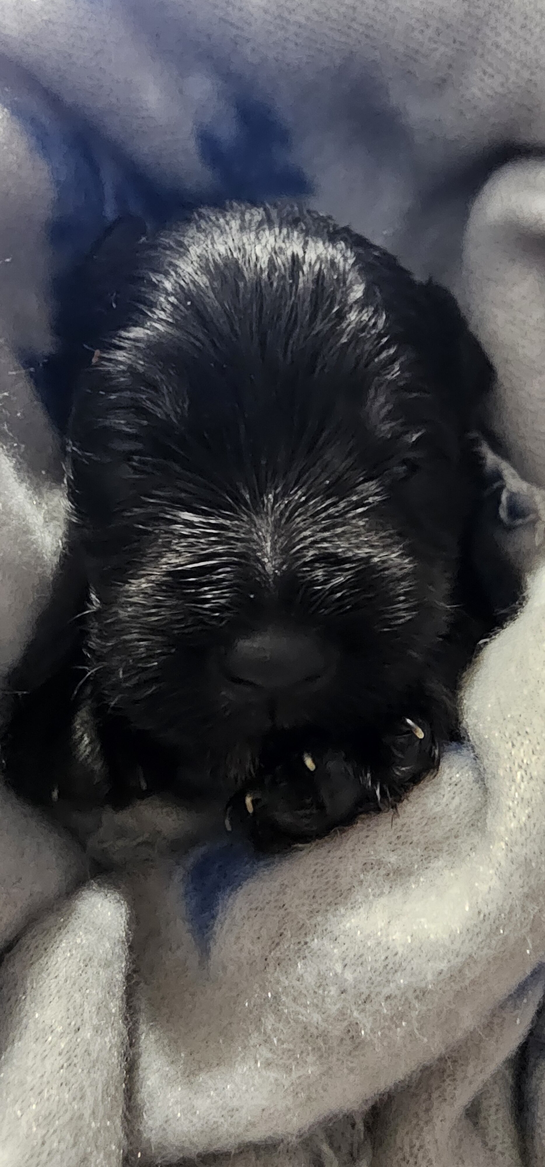 A'Lord Mini schnauzer image 2