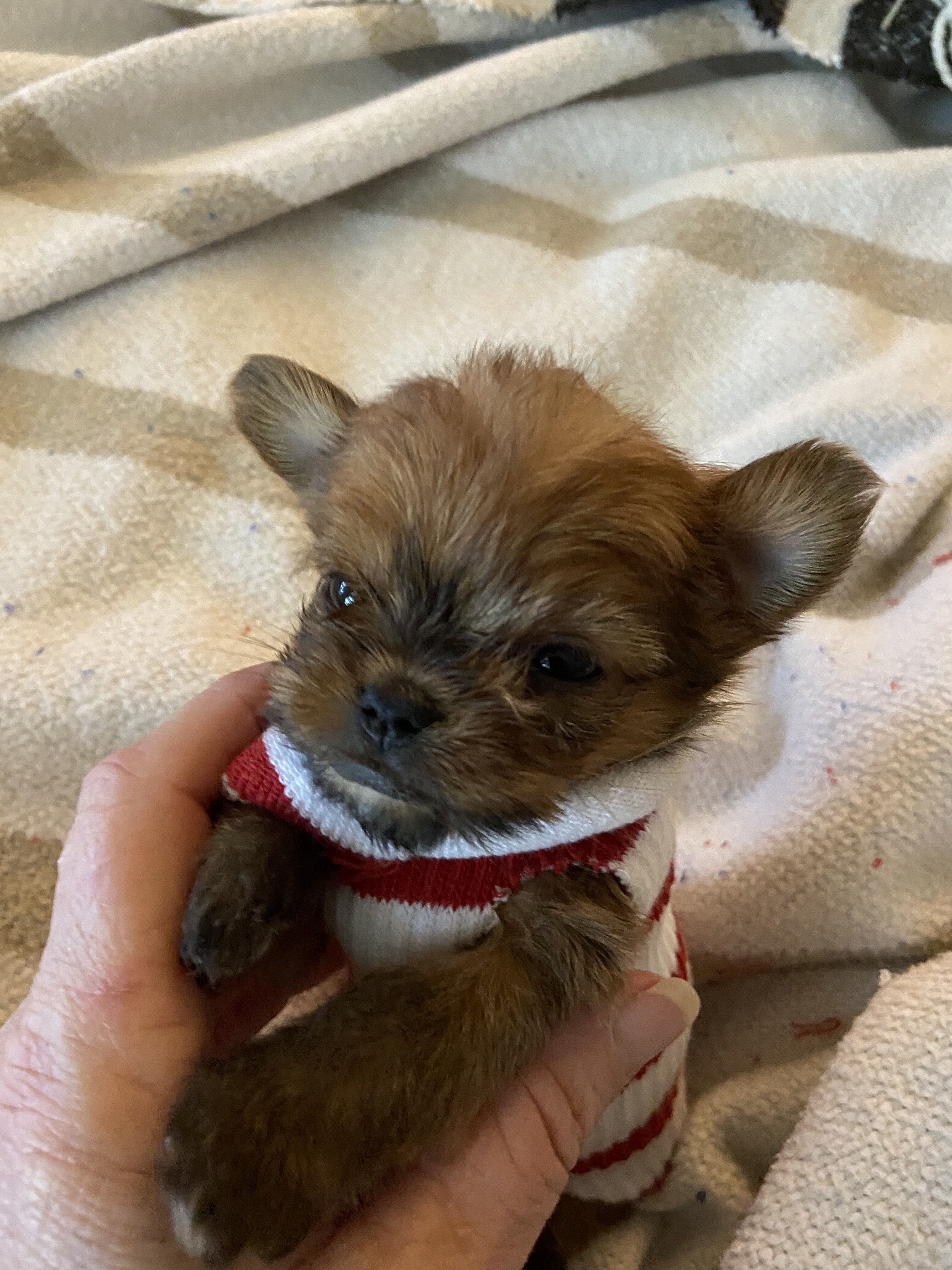 Chihuahua image 3