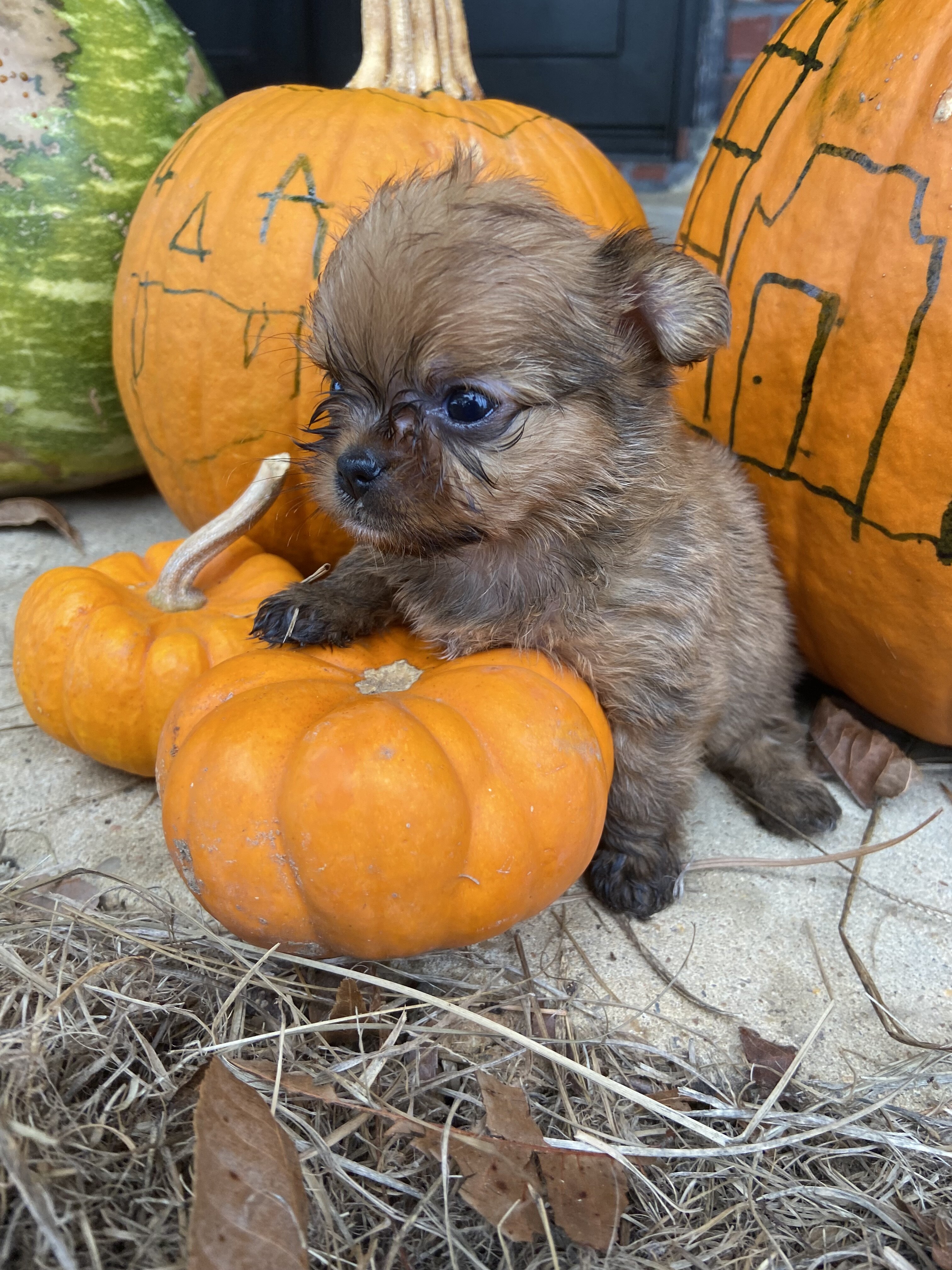 Chihuahua image 1