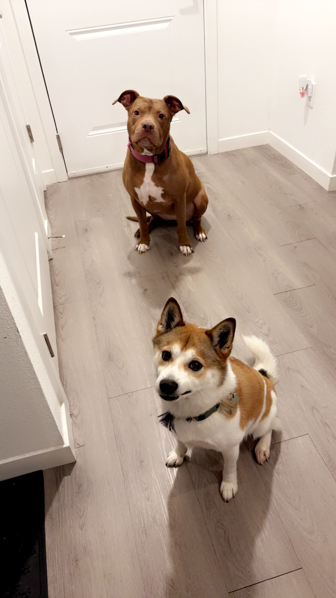 Shiba Inu & American Pit image 1