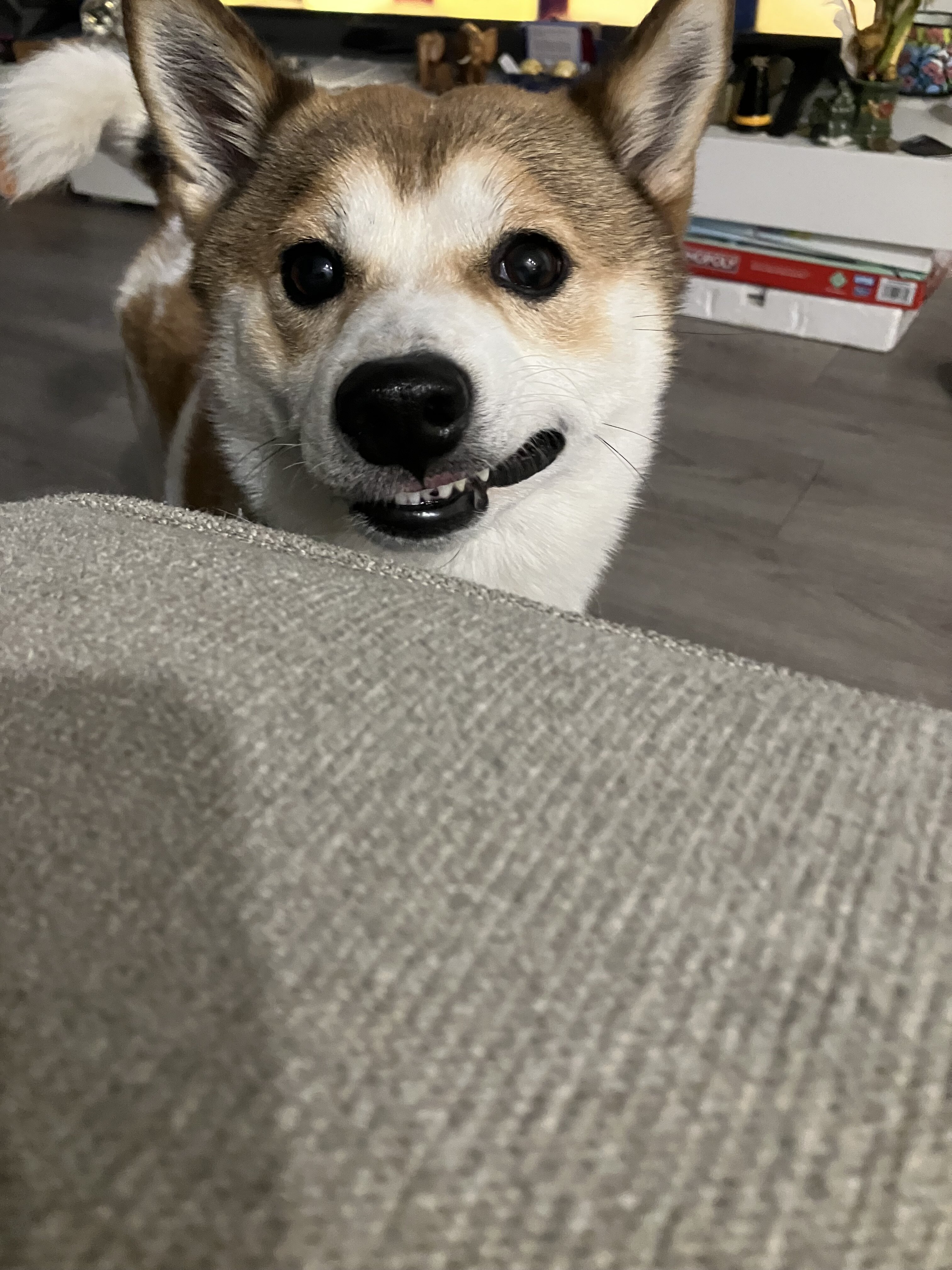 Shiba Inu & American Pit image 6