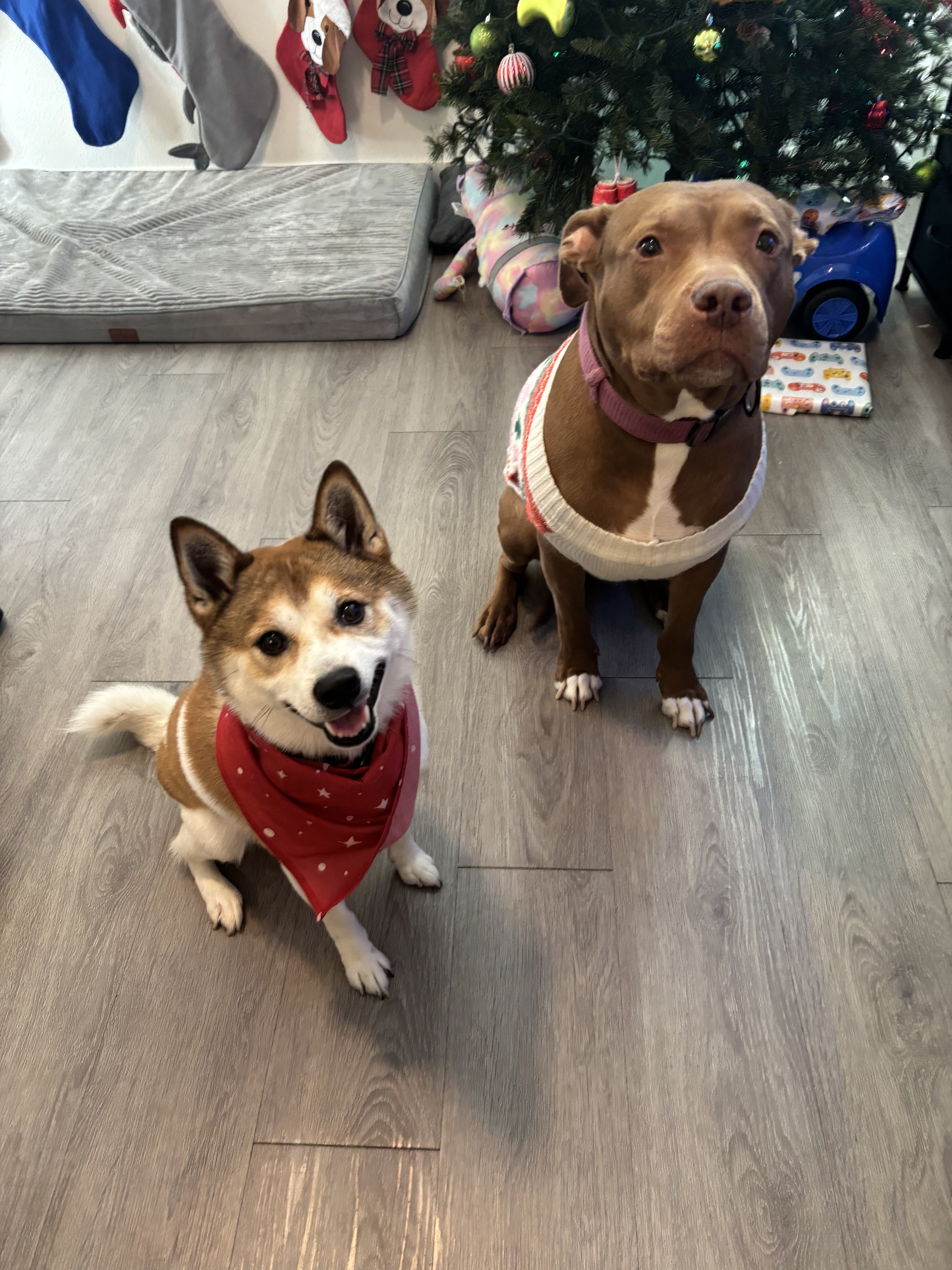 Shiba Inu & American Pit image 4