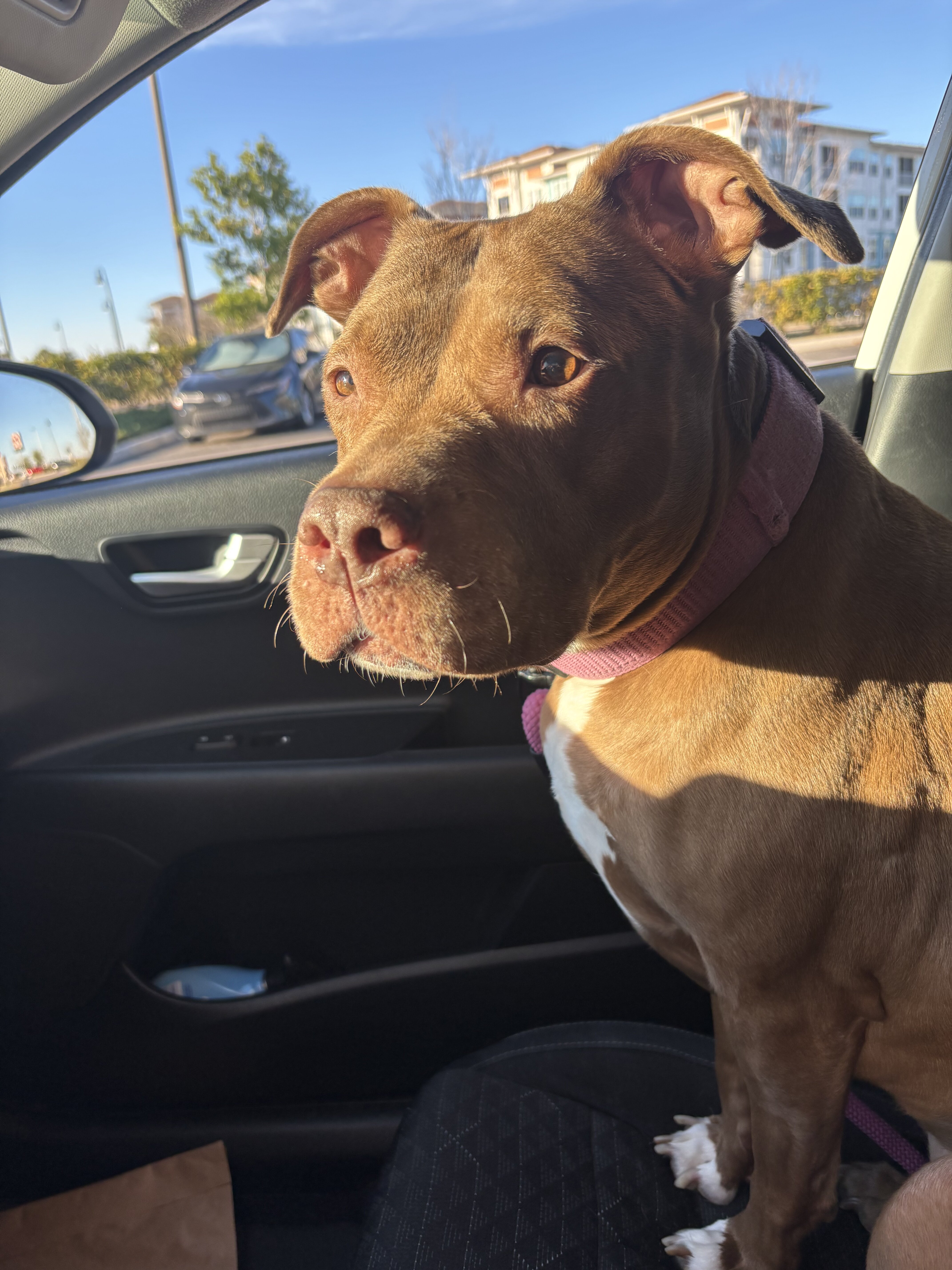 Shiba Inu & American Pit image 3