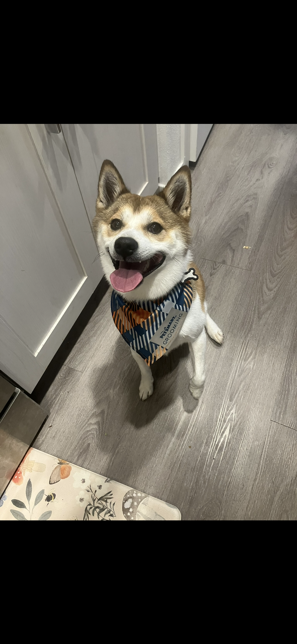 Shiba Inu & American Pit image 2