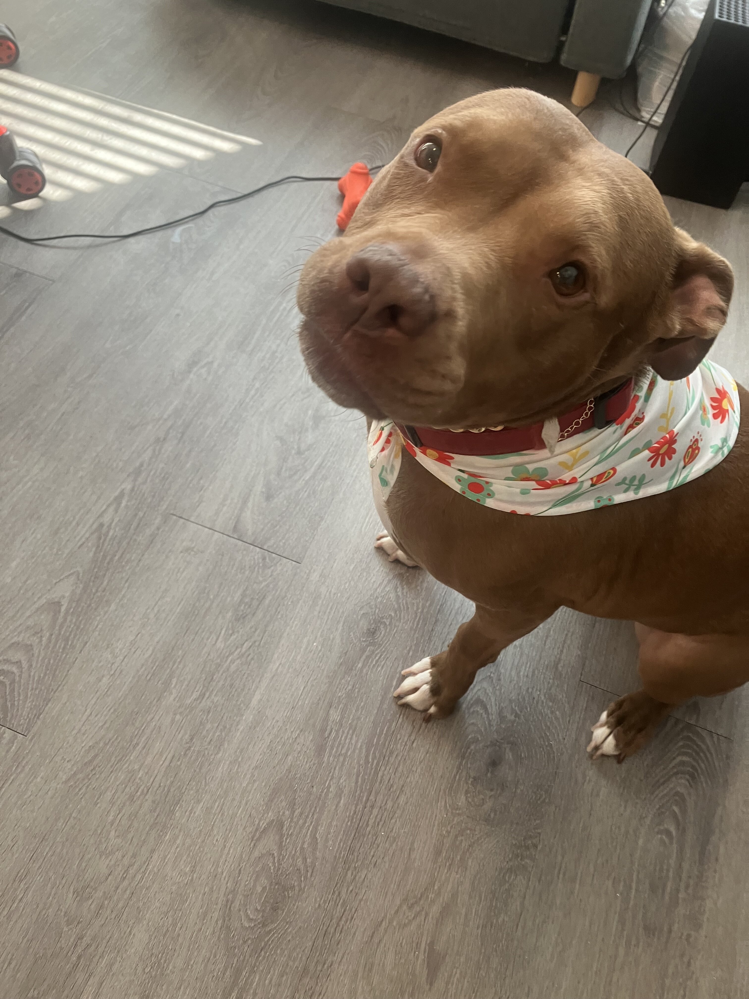 Shiba Inu & American Pit image 5
