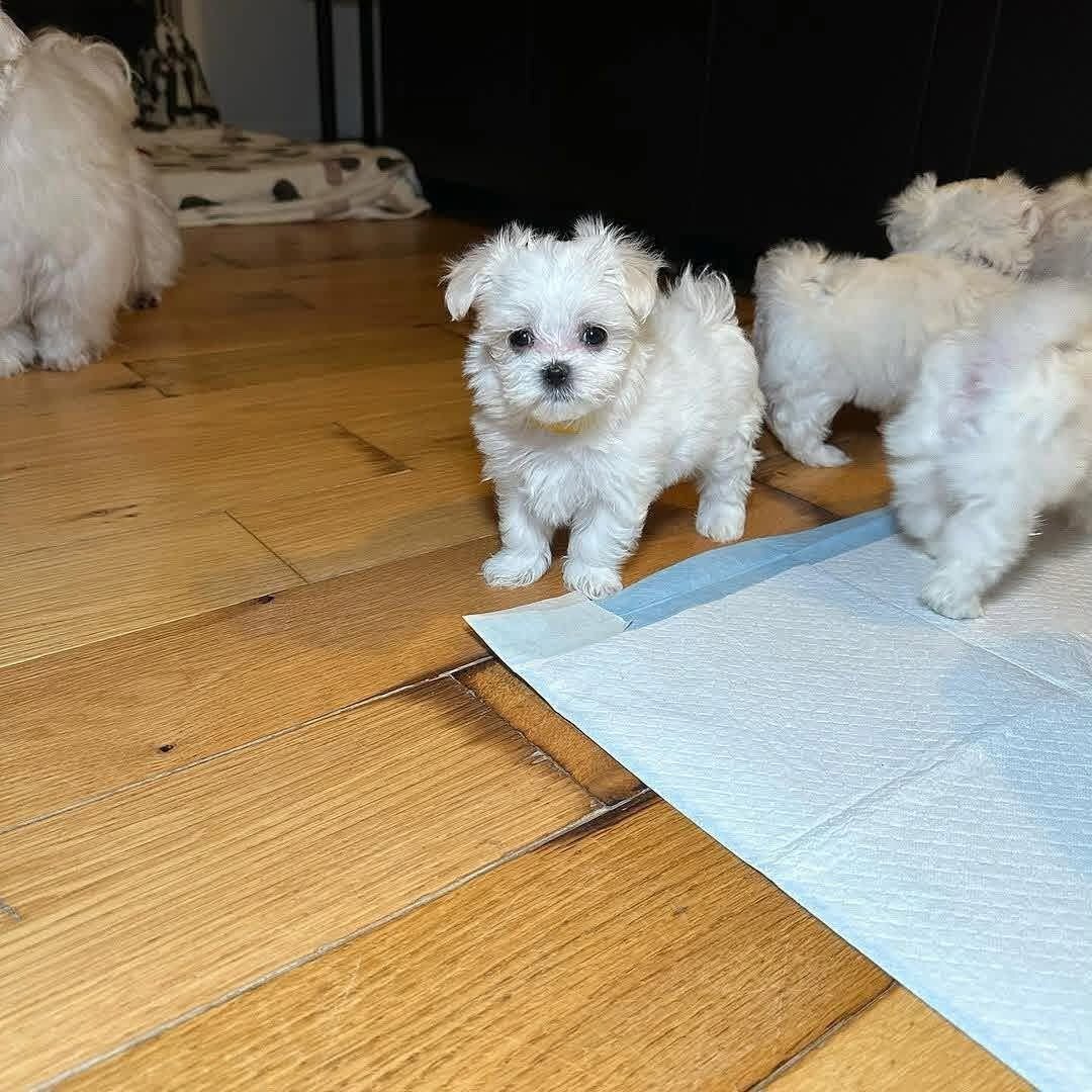 Beautiful Tea Cup Maltese Puppies image 1