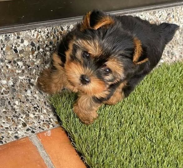 Lovely Teacup Yorkie puppies available image 1