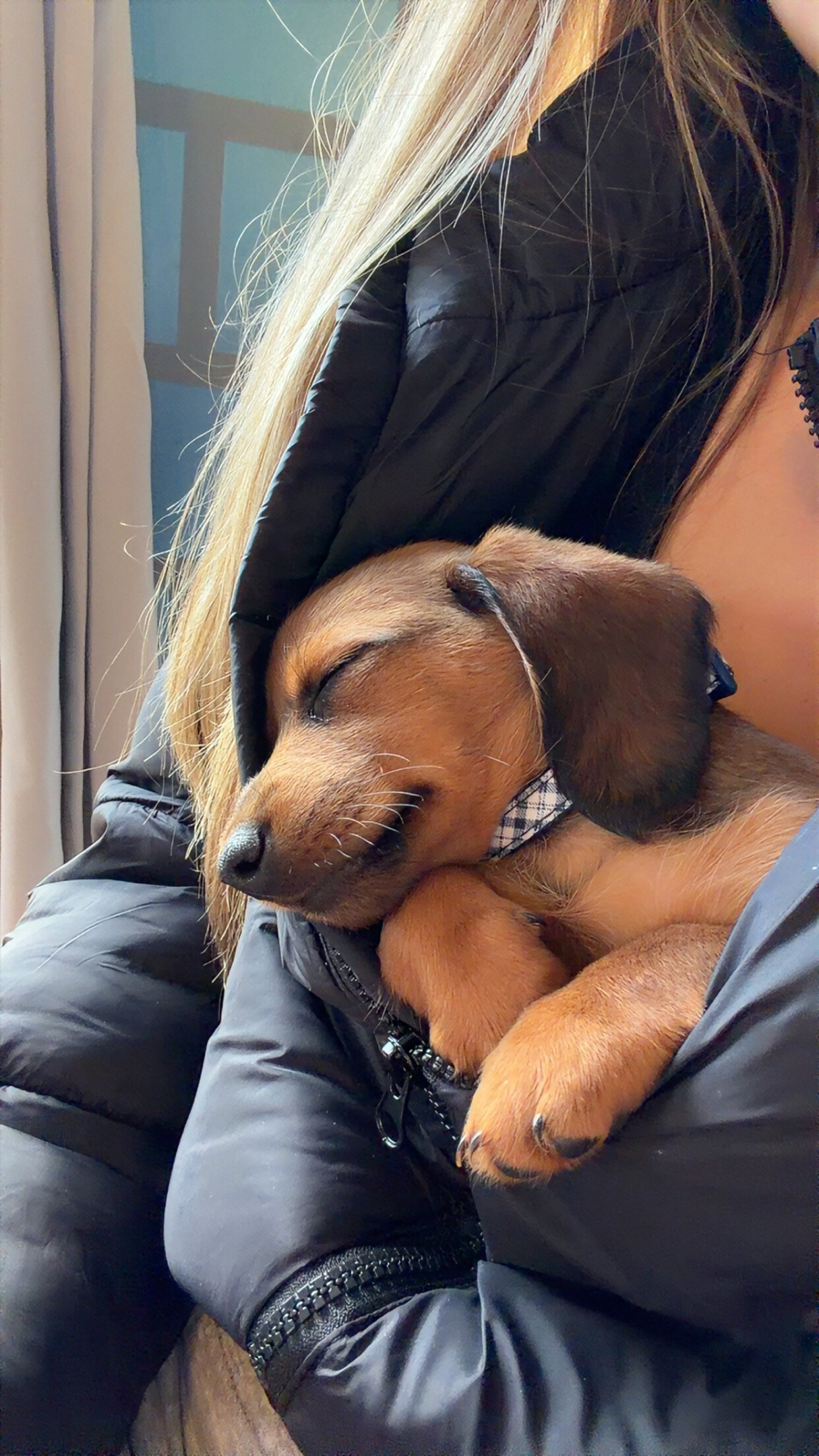 A miniature dachshund image 1