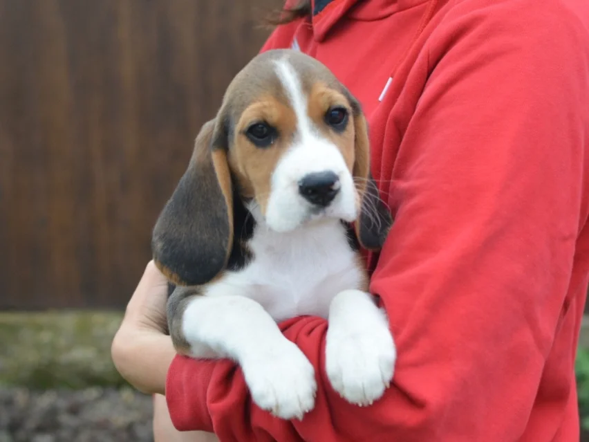 Jackson – Beagle image 5