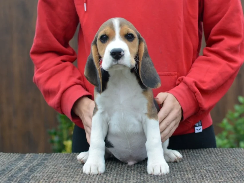 Jackson – Beagle image 7