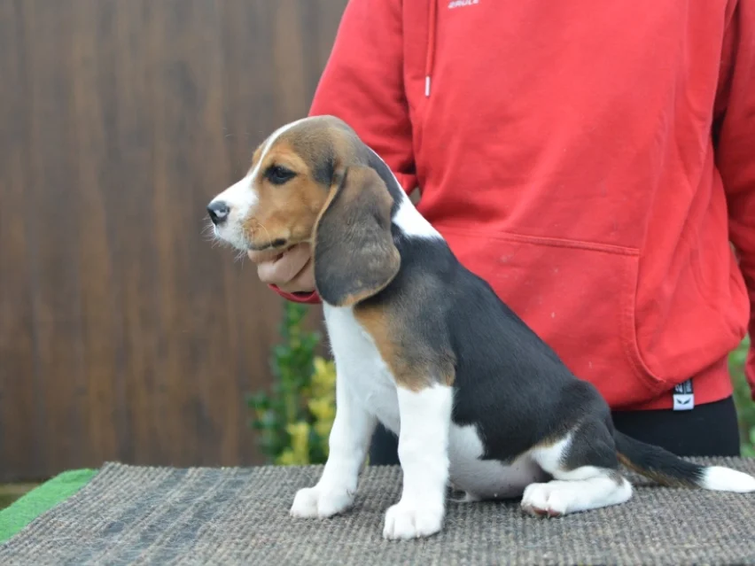Jackson – Beagle image 6