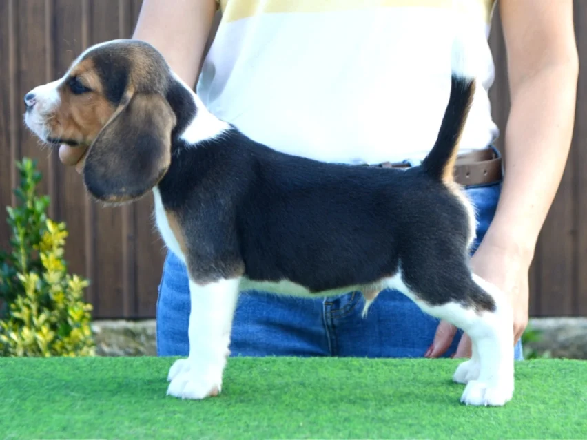 Jackson – Beagle image 4
