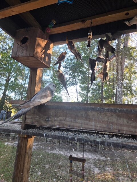 cockatiels both sexes image 1