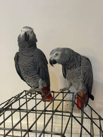 Male & Female African Grey Parrots Available image 1