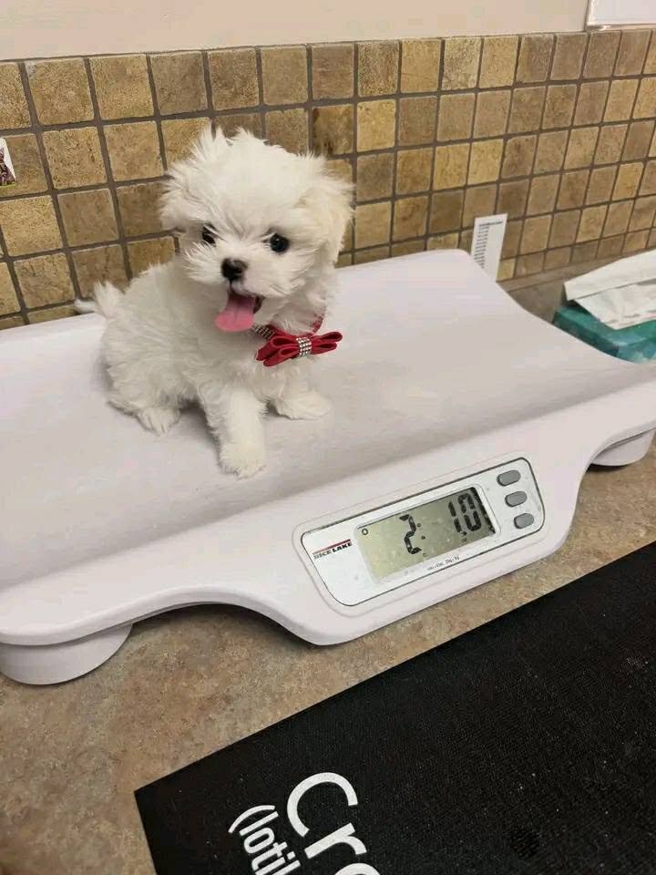 Magnificent tea cup Maltese puppies image 1