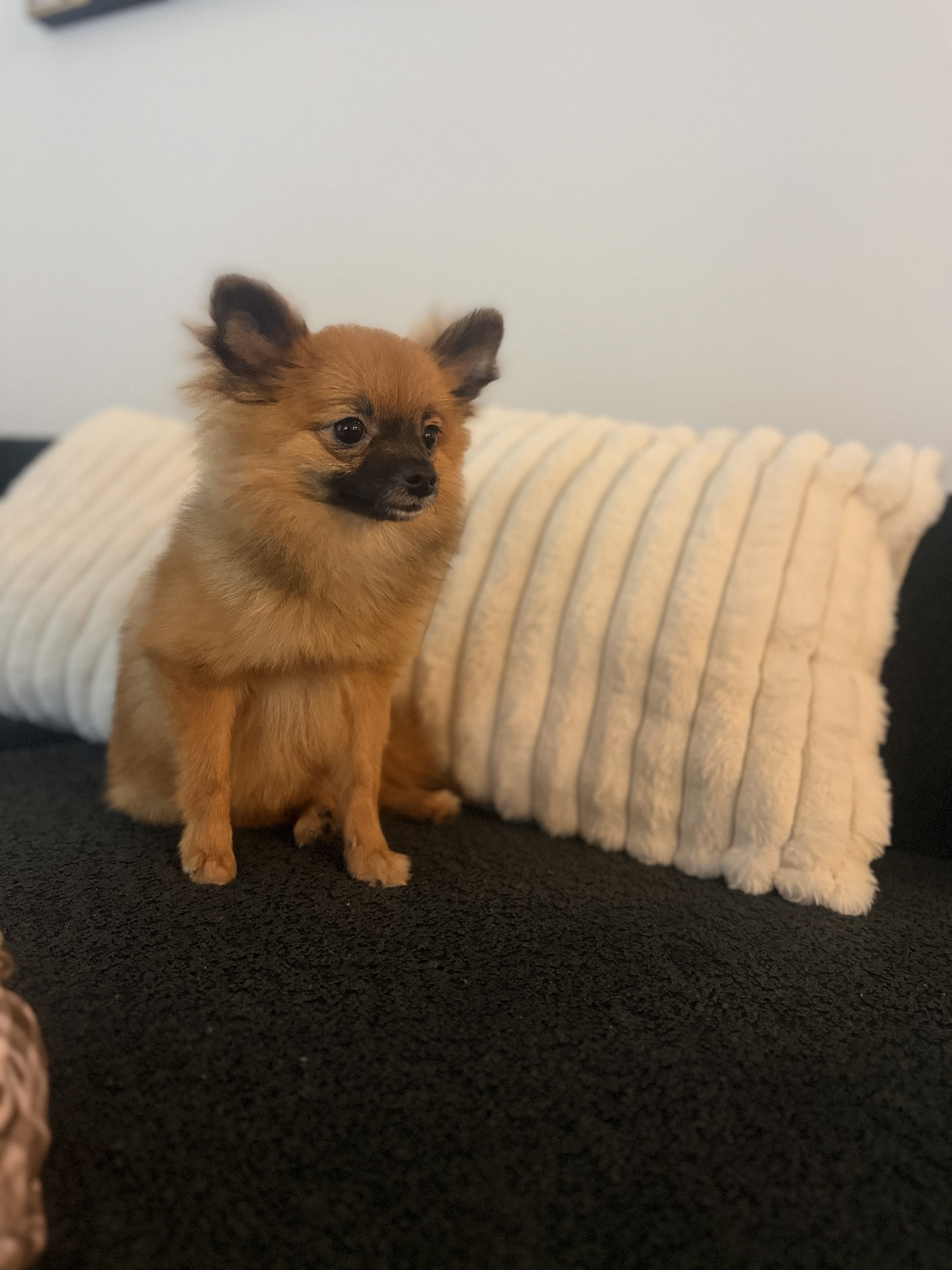Pomeranian ( Muffin ) image 3