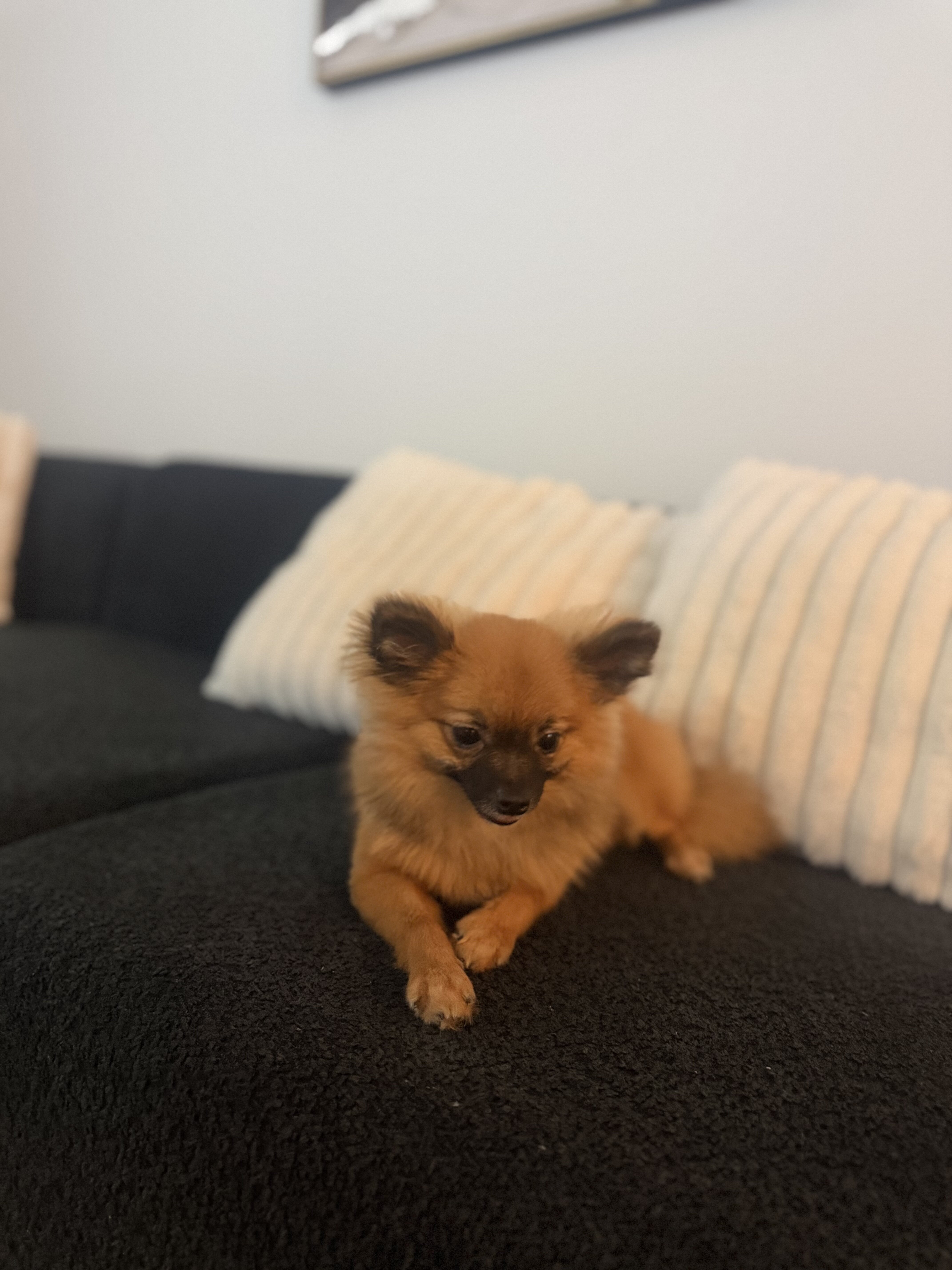 Pomeranian ( Muffin ) image 2