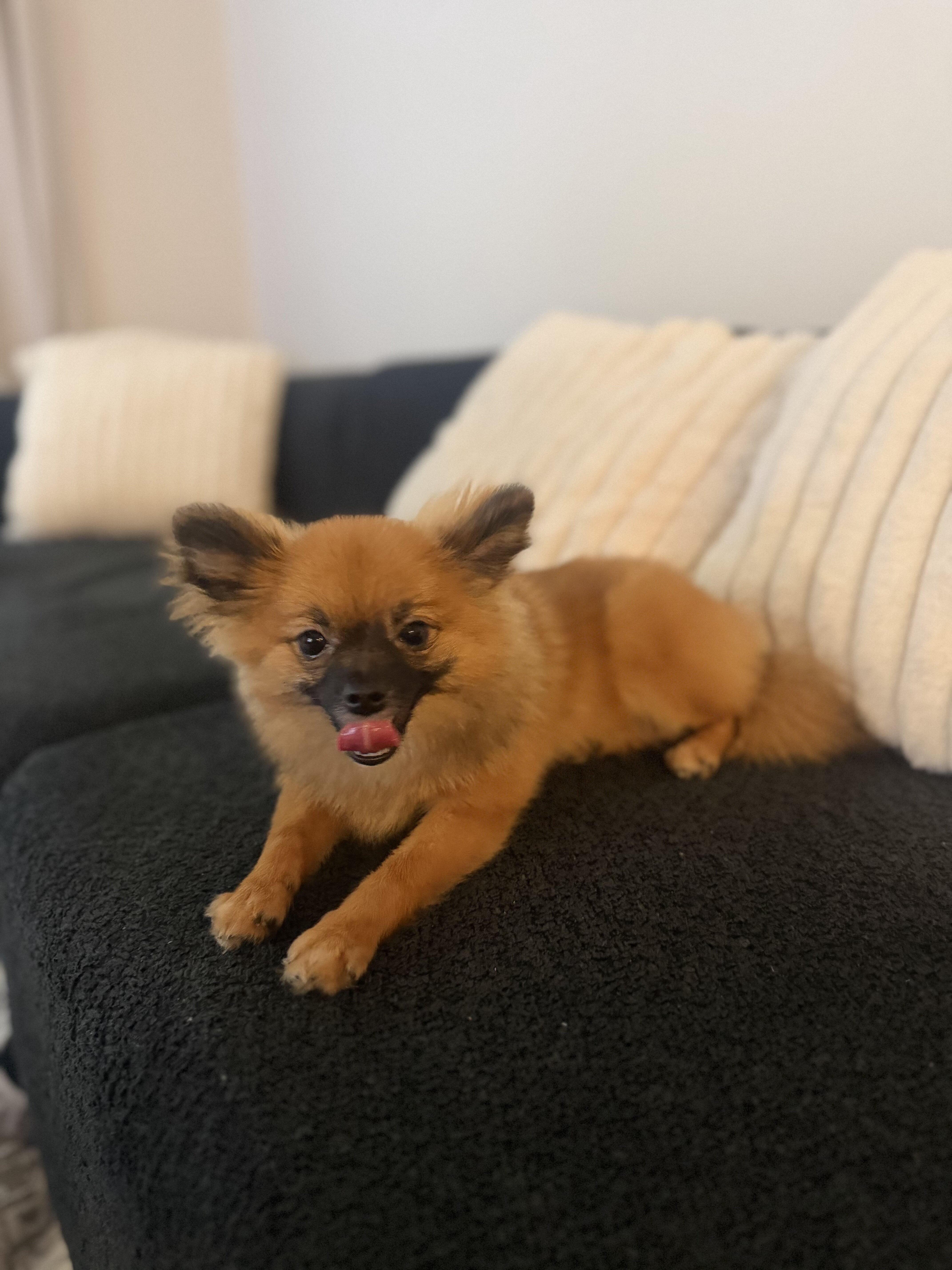 Pomeranian ( Muffin ) image 1