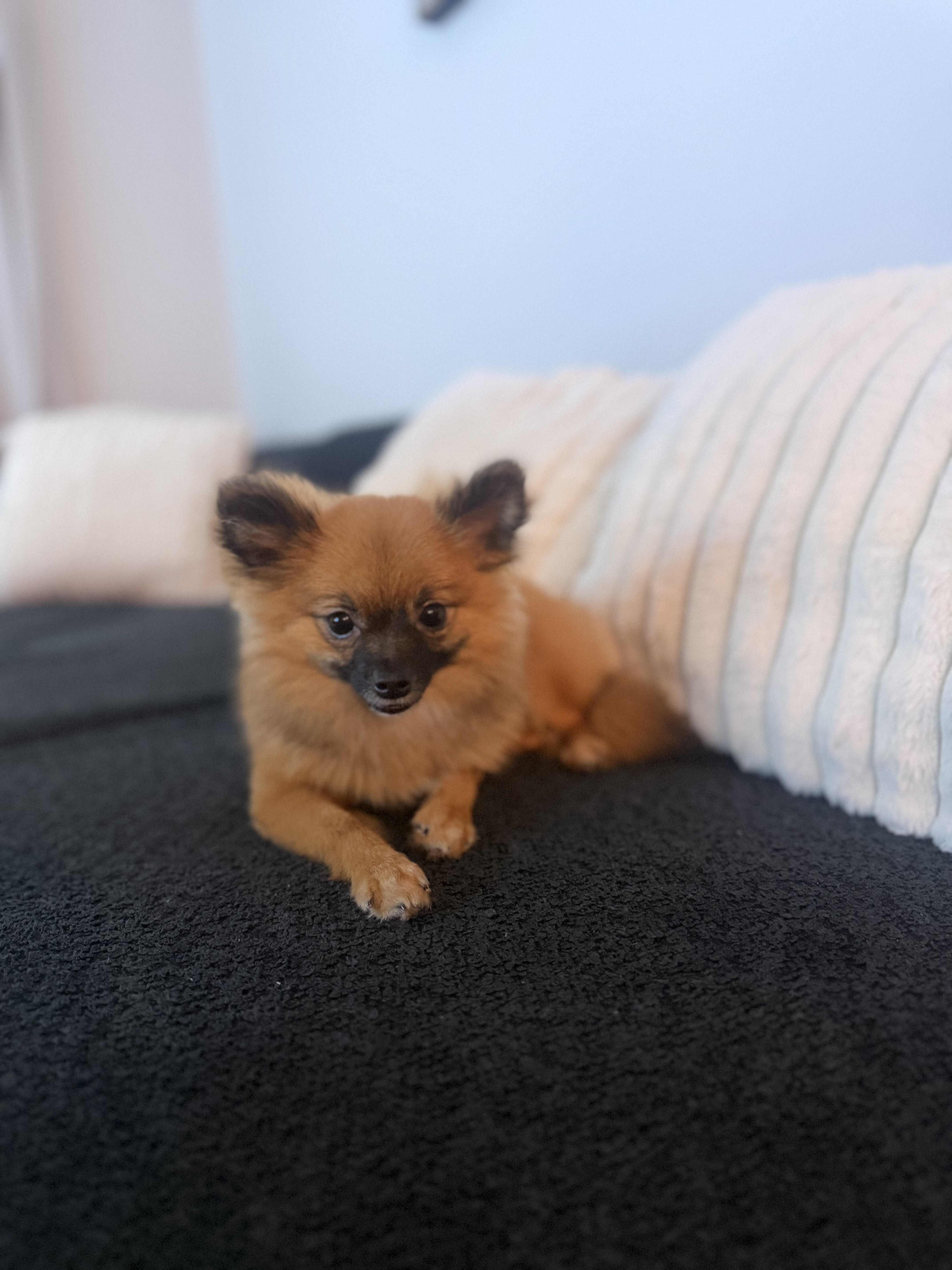 Pomeranian ( Muffin ) image 4