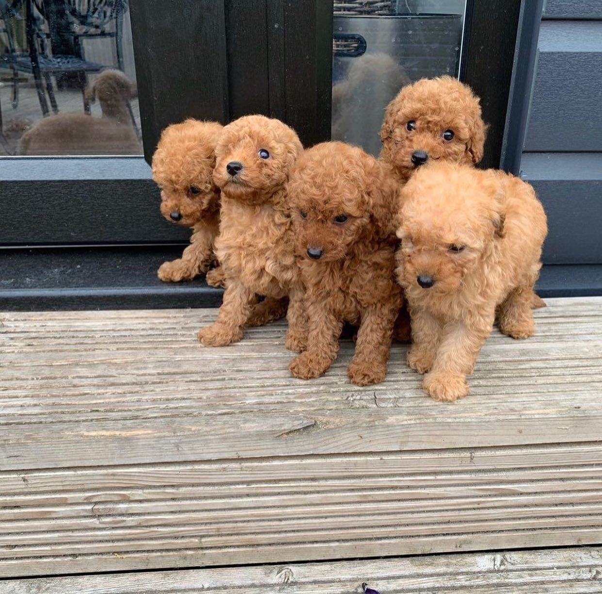 Adorable Poodle Puppies Looking for Loving Homes image 1