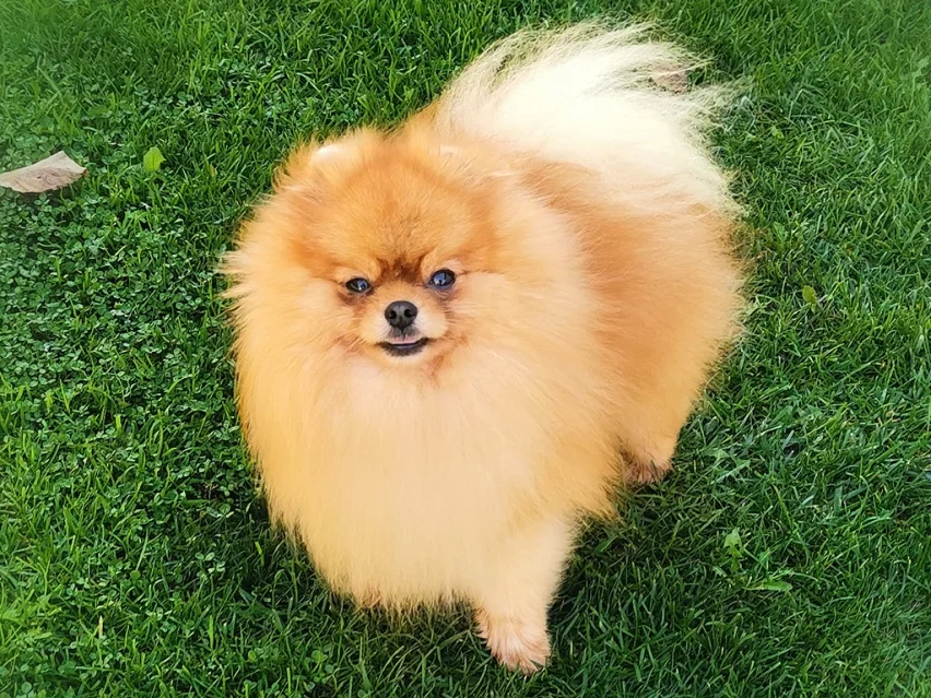 Pomeranian image 1
