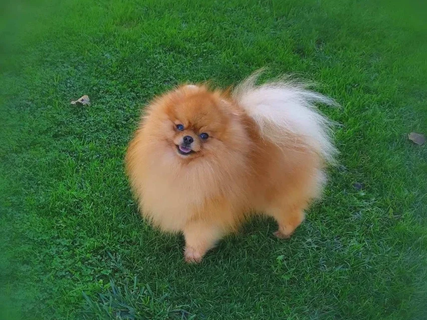 Pomeranian image 2