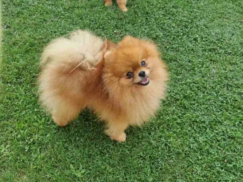 Pomeranian image 3