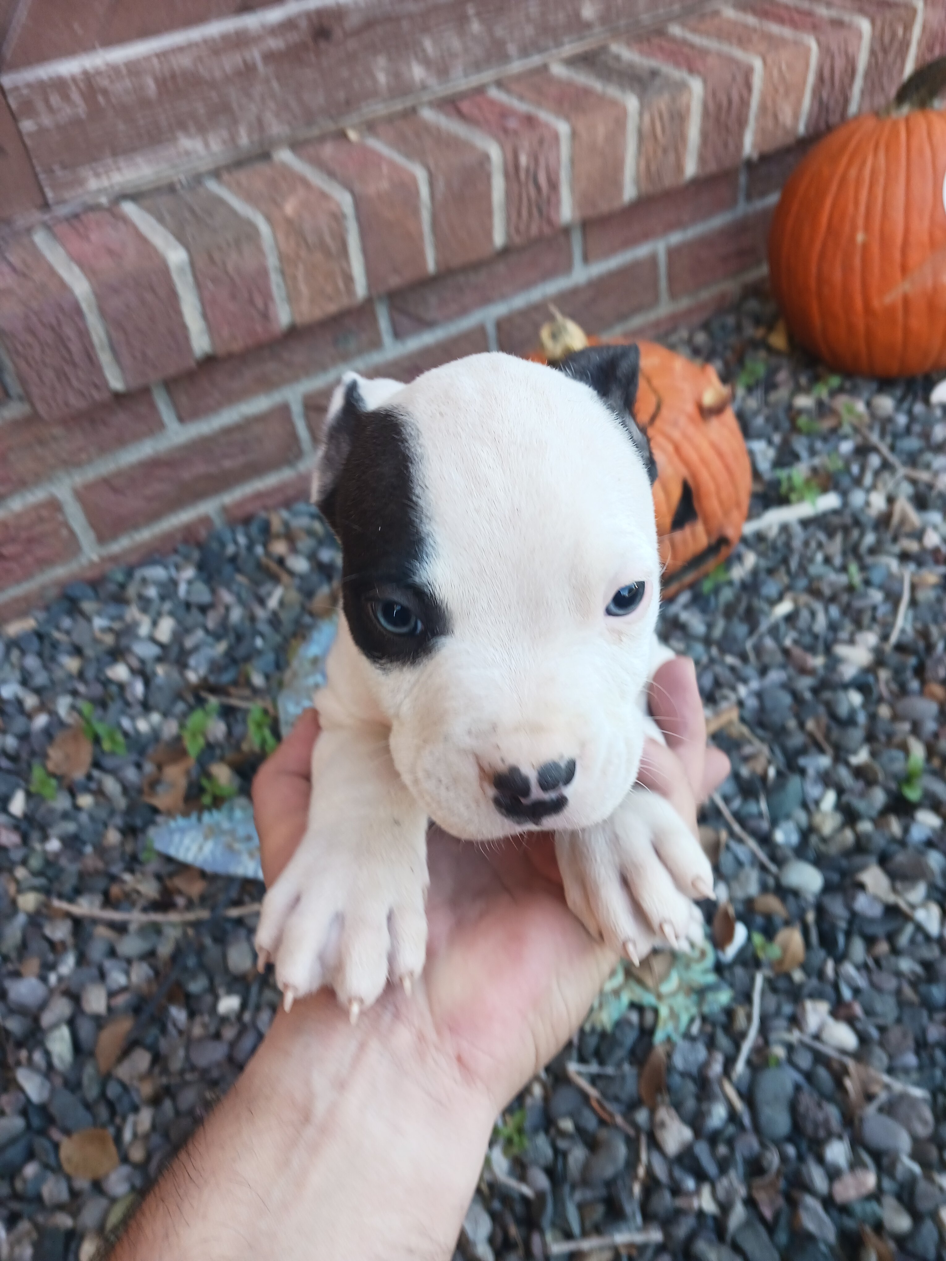 Pitbull Puppies 7 weeks image 1