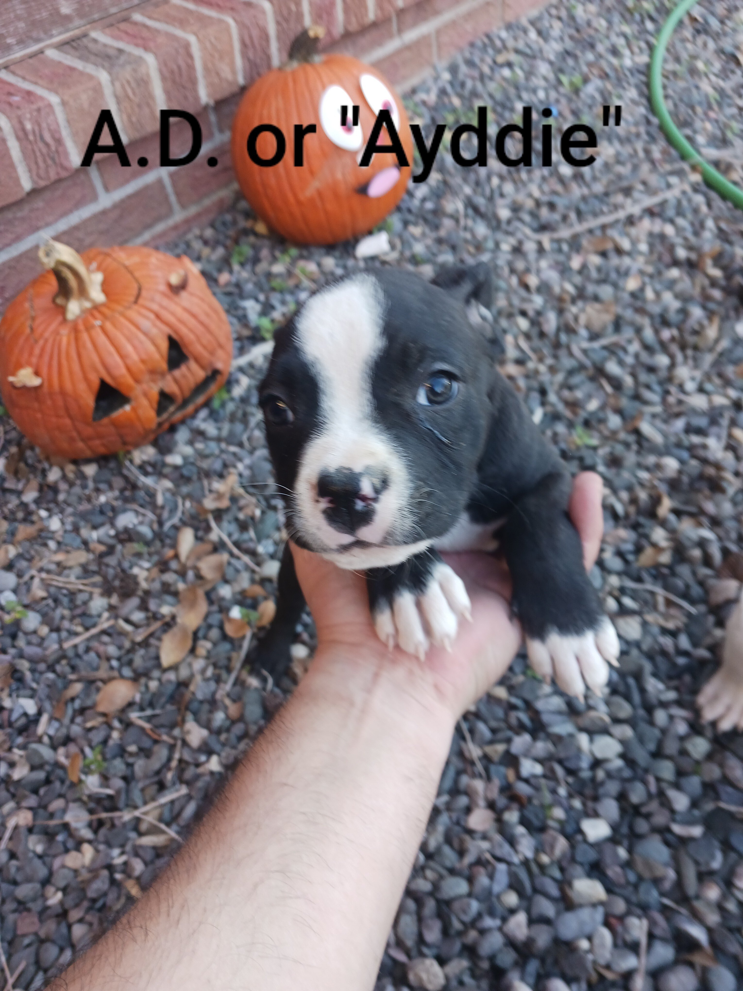 Pitbull Puppies 7 weeks image 3