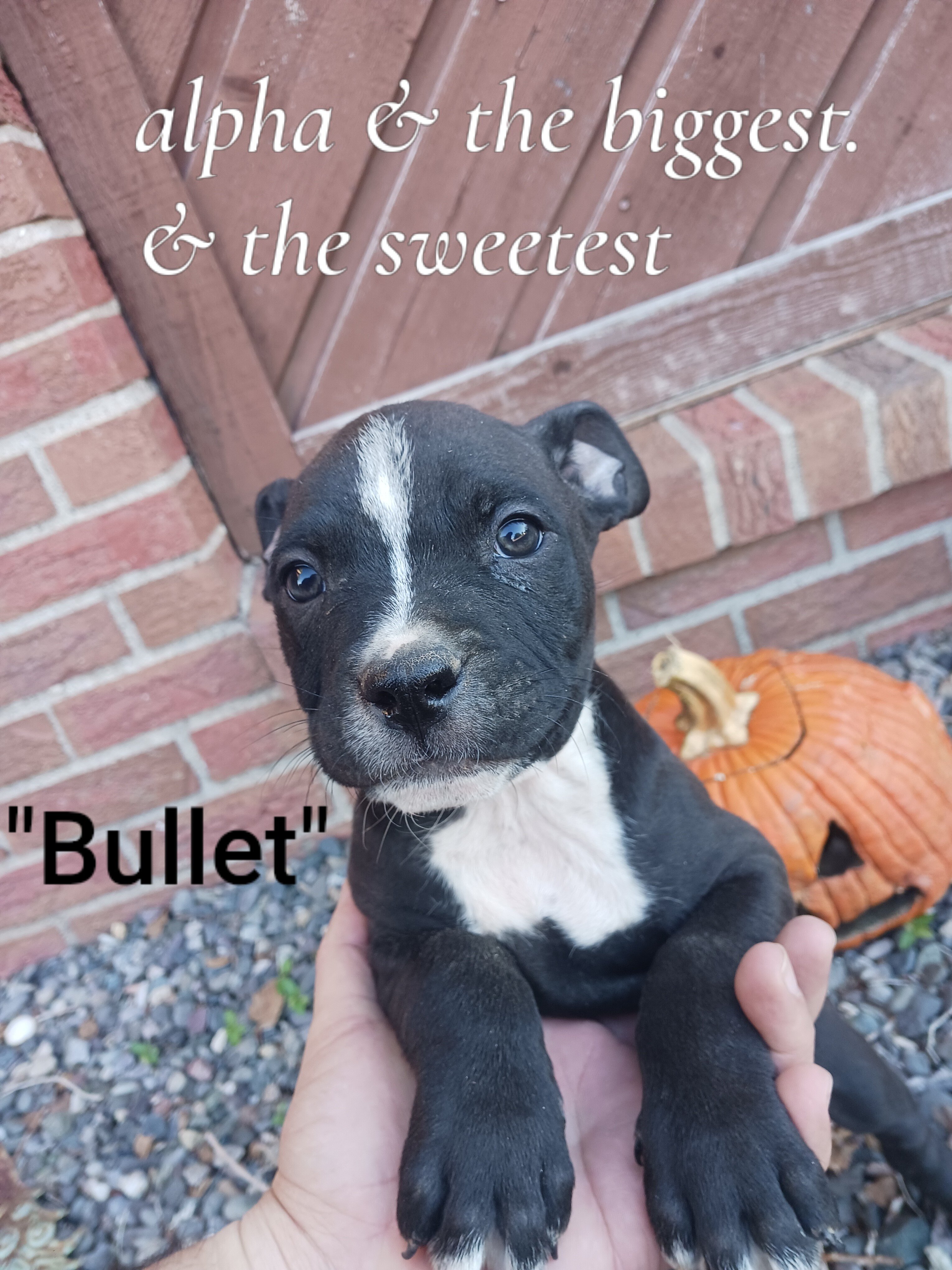 Pitbull Puppies 7 weeks image 4