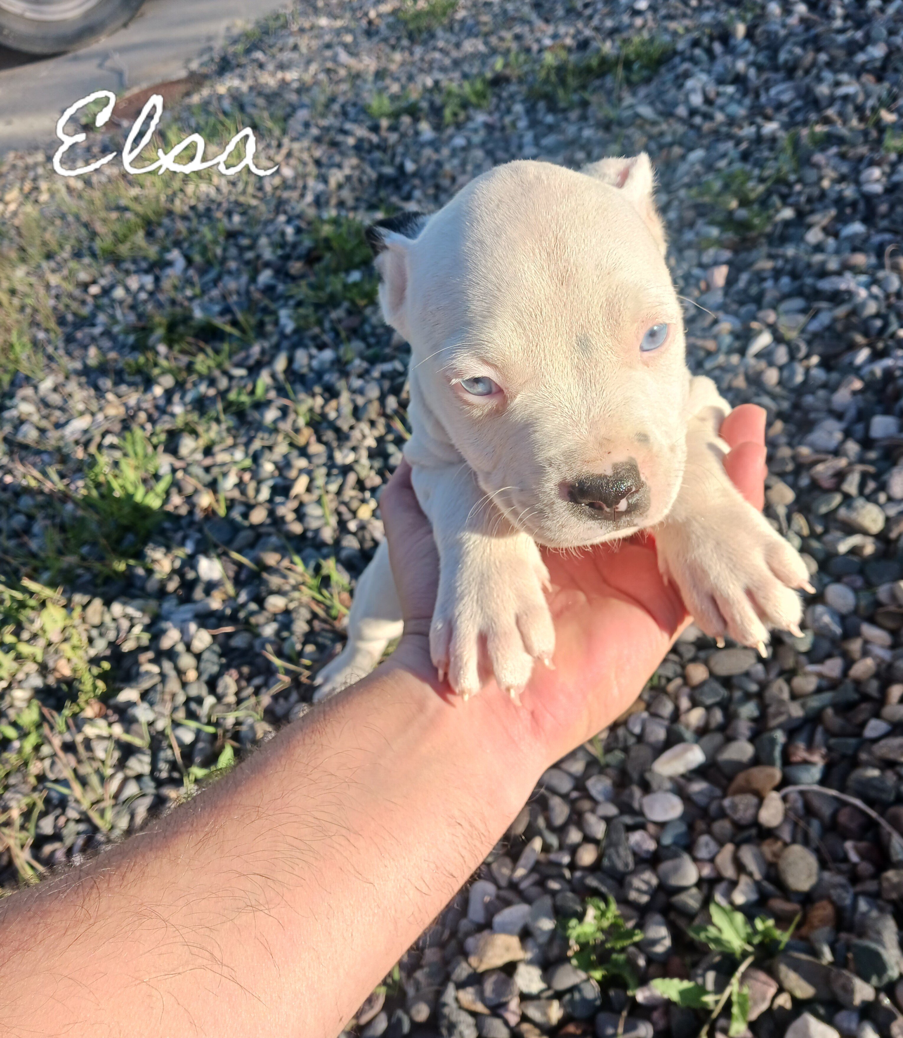 Pitbull Puppies 7 weeks image 2