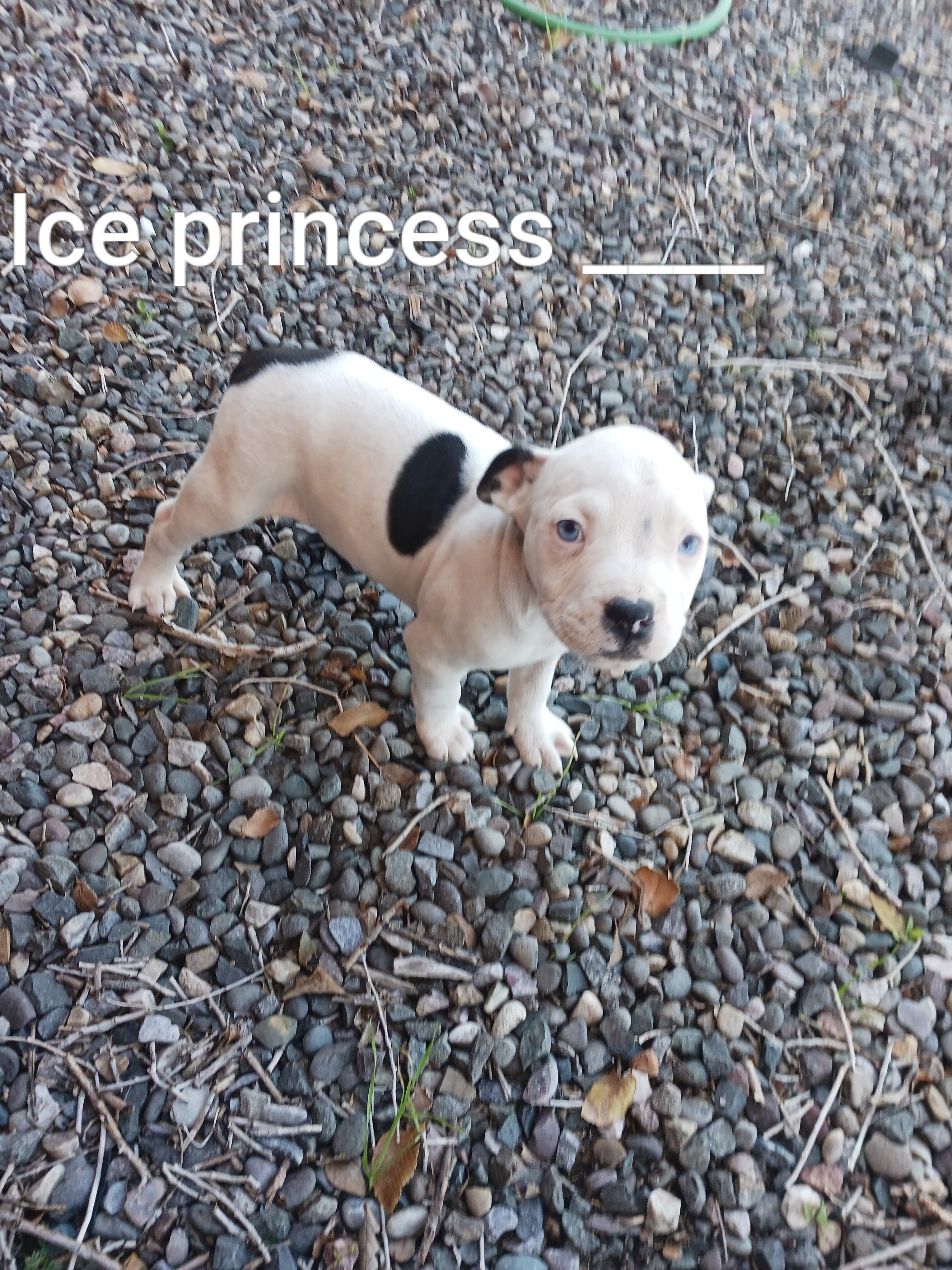 Pitbull Puppies 7 weeks image 6