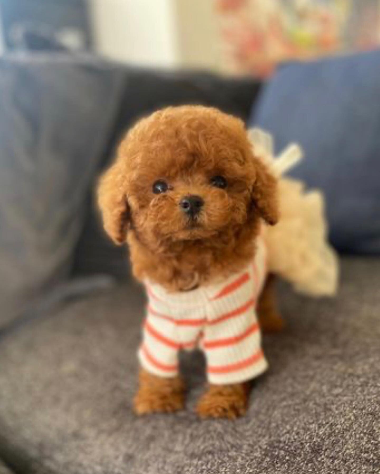 Beautiful Poodle Puppies Available image 2
