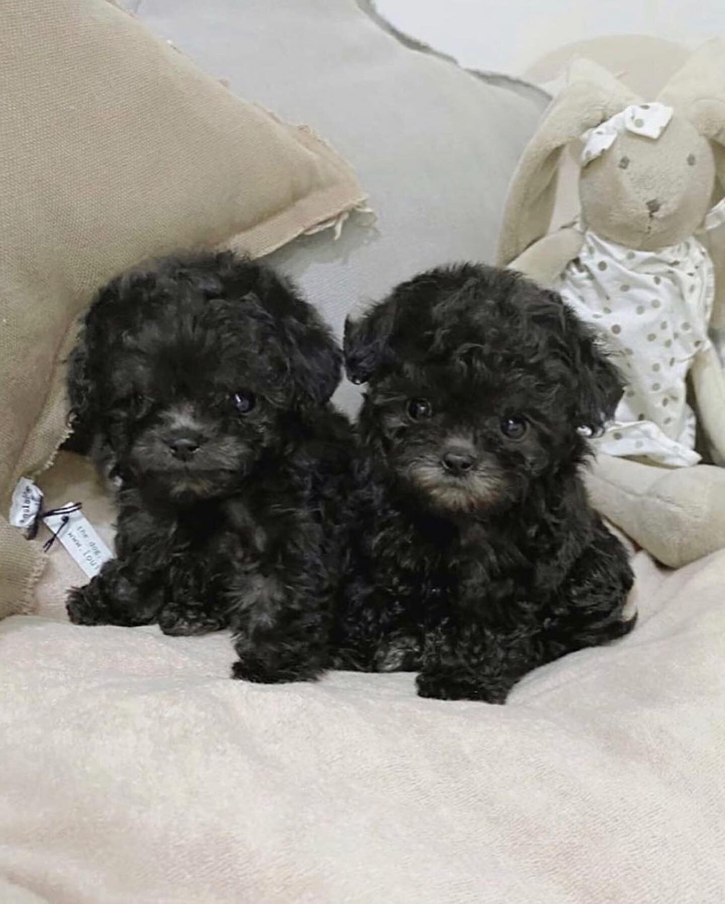 Beautiful Poodle Puppies Available image 1