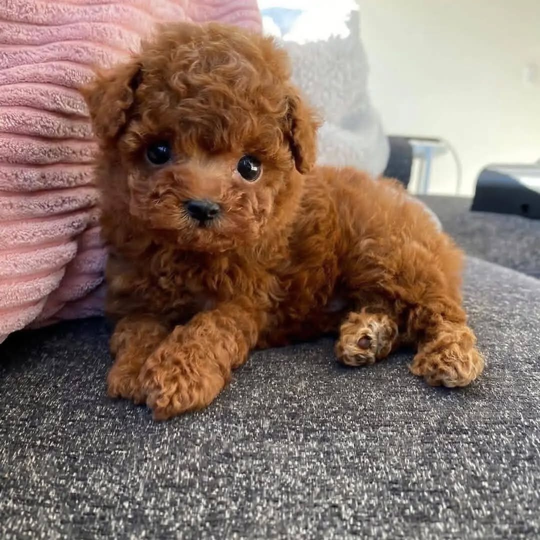 Your New Best Friend – Poodle Puppies image 1