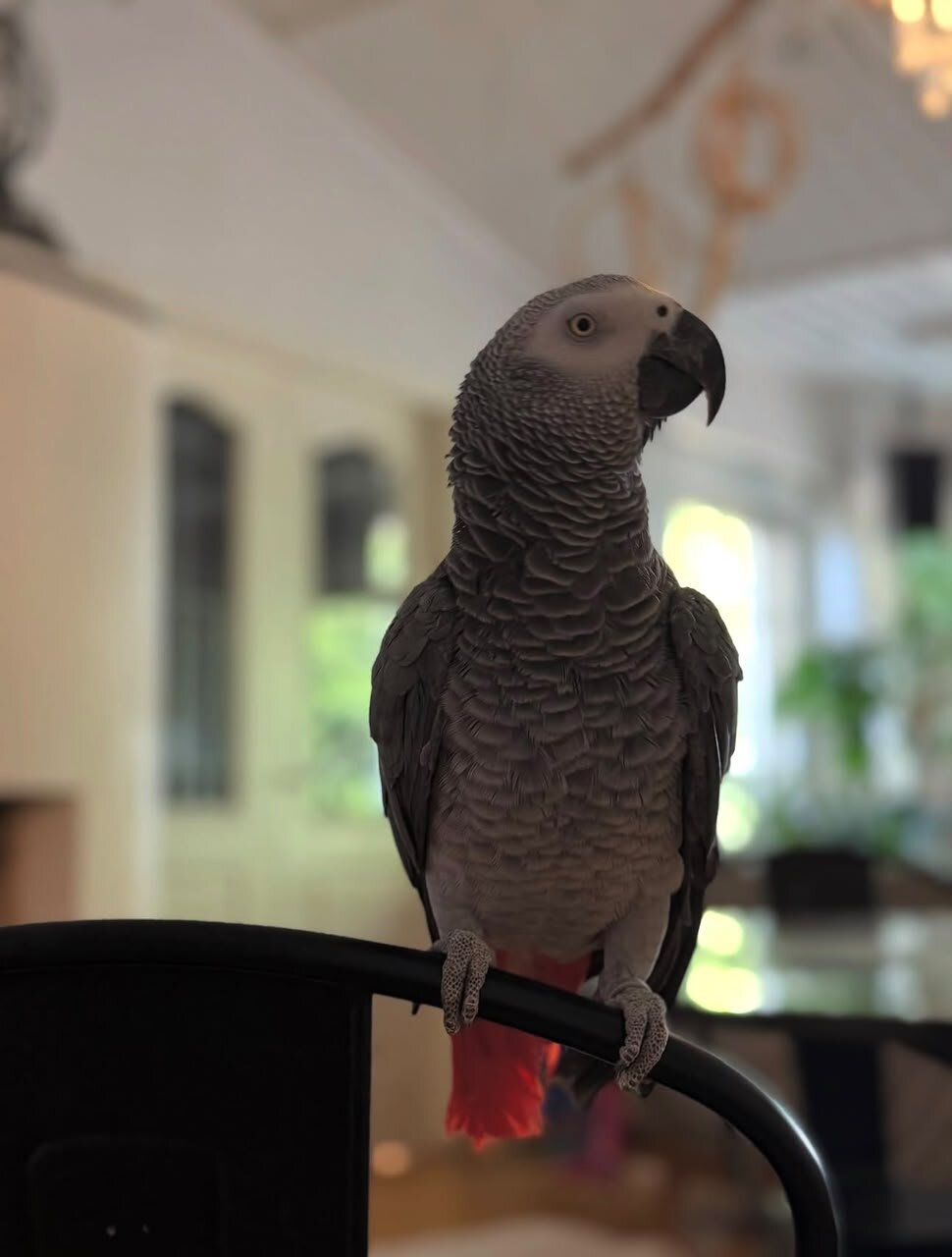 Meet our beautiful African Grey parrots image 1
