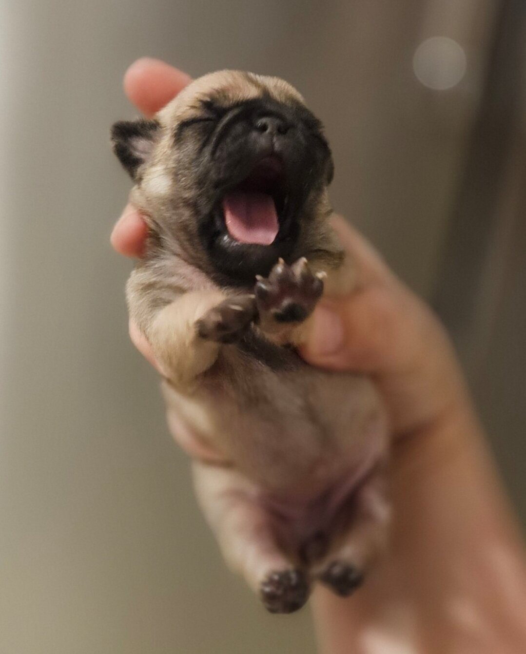 Lily Fawm Girl Pug Pup image 1
