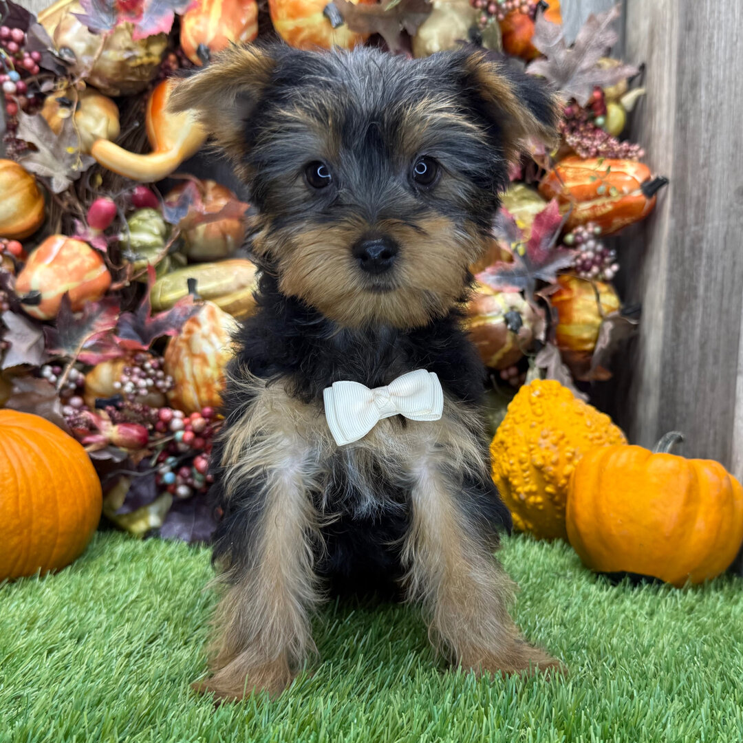 Yorkshire terrier puppy image 1